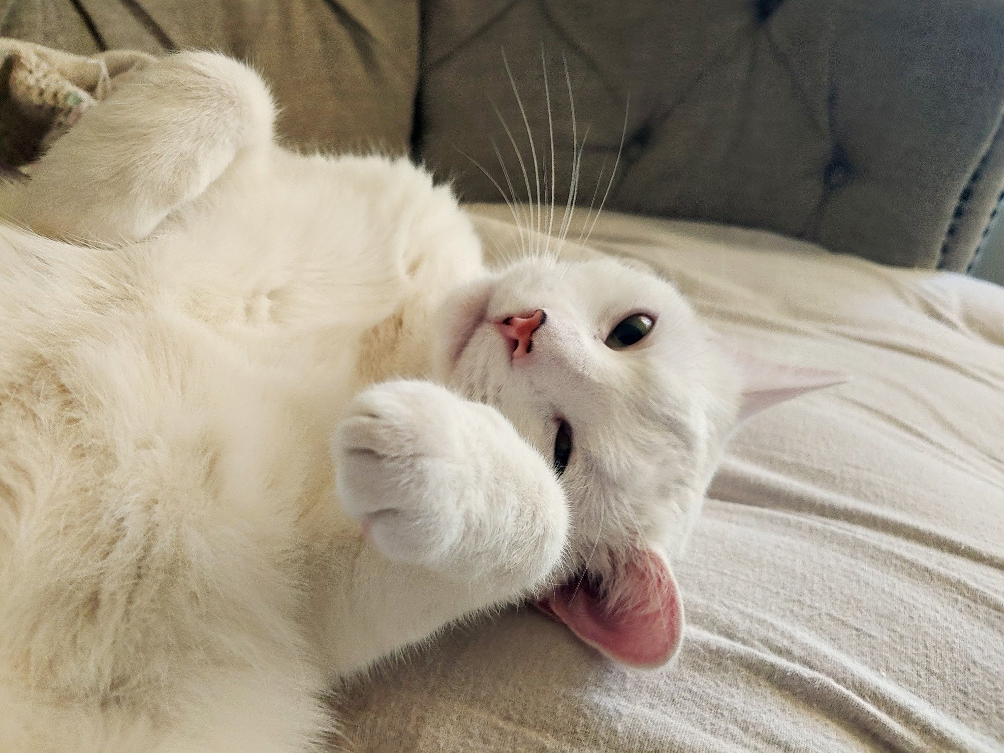 A soft, white kitty cat, belly-up, paws in front of him like t-rex arms, head curled over to one side, white whiskers radiating upward from the side of his face, one eye squinting, looking up at you gormlessly
