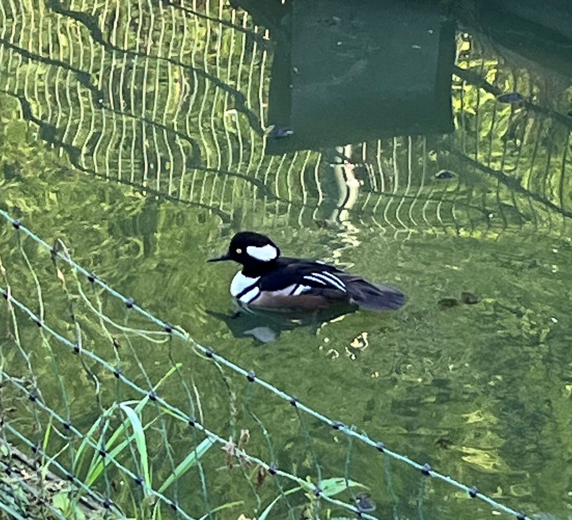 Another photo of the duck moat, but of only one duck. The duck species is a male Hooded Merganser. He has stunning black plumage with stark white markings along the sides of his head, behind his eyes, which gives the appearance of large white ears. There also are bold white markings on the lower neck, breast, and white stripes on the wings. The underside of him is a rich brown color.