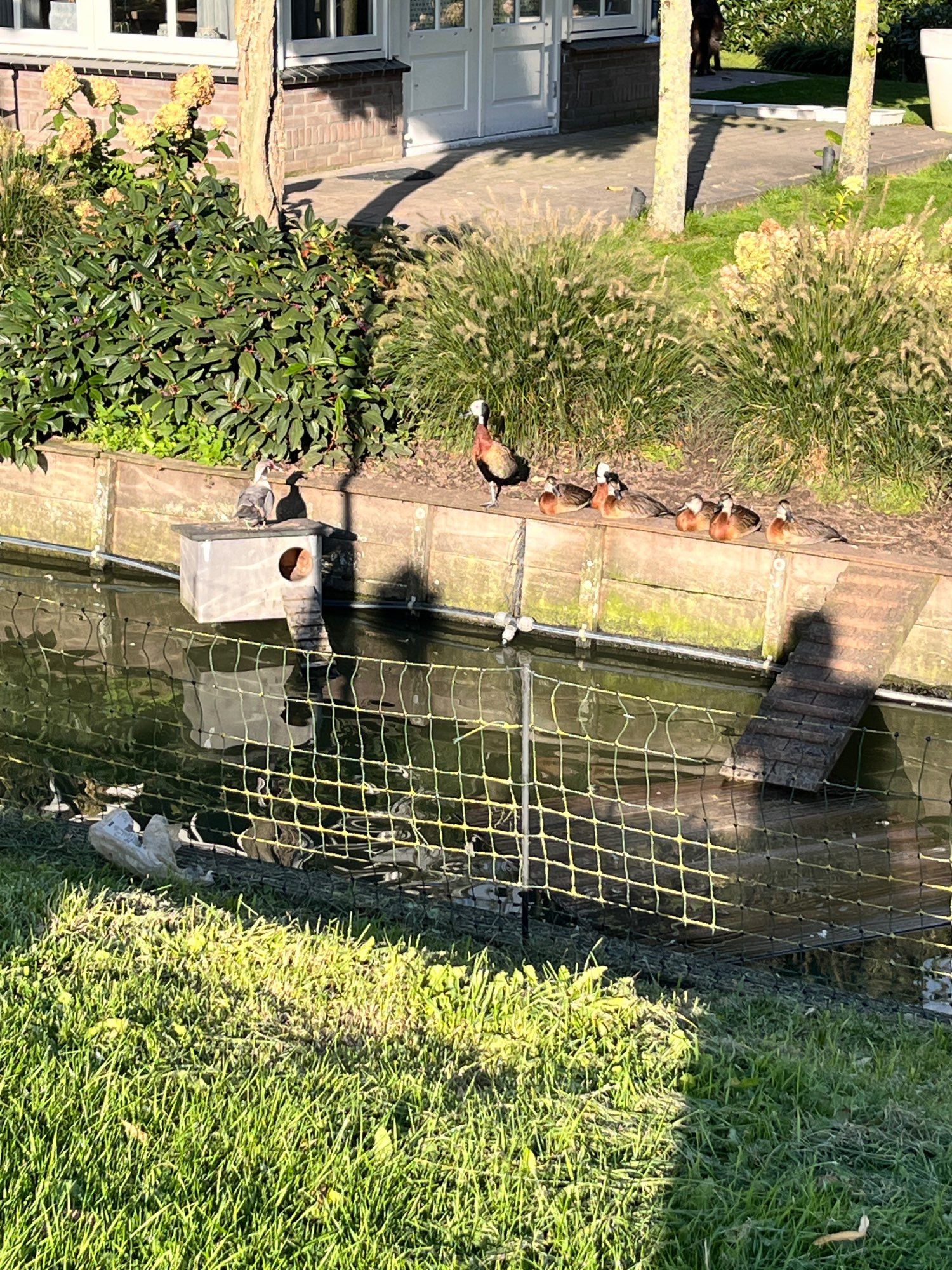 Another photo of the duck moat. This one shows a family of Dendrocygna/Whistling Ducks sitting along a nice, warm, sunny wall. It’s the early morning, so all the duckies are basking for their morning vitamin D!