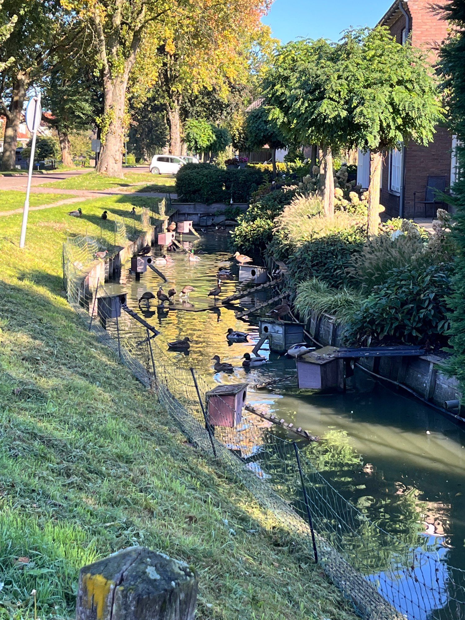 Pictured is an embankment and moat outside someone’s home with duck houses throughout it. Some ducks are swimming and a few are sitting on the roofs of the duck houses getting some sun. The sun is shining brightly with several trees and plants of all kinds peppering the background.