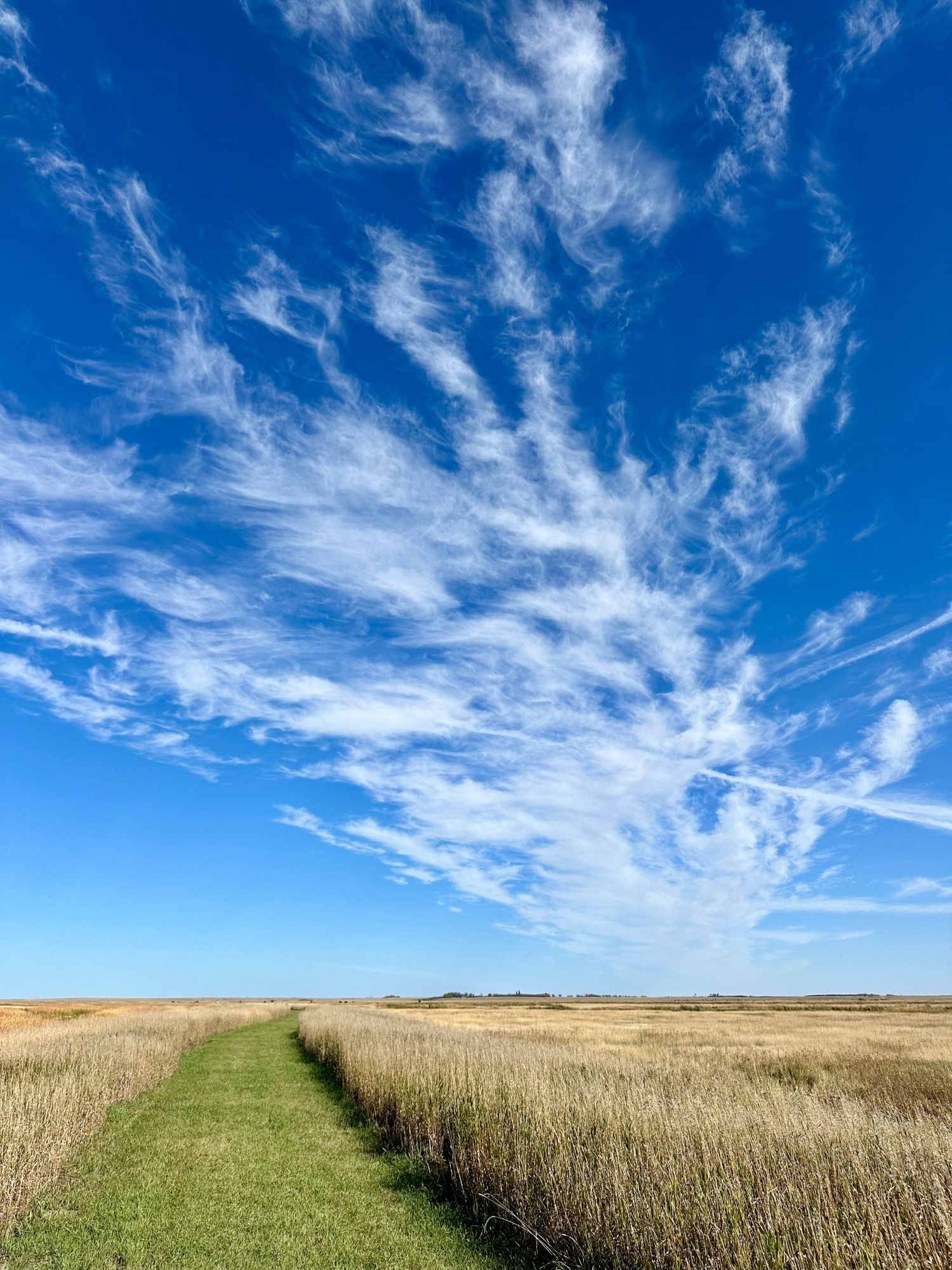 View down a green grass trail through tall brown grass toward a flat horizon under a vivid blue sky with wispy white clouds