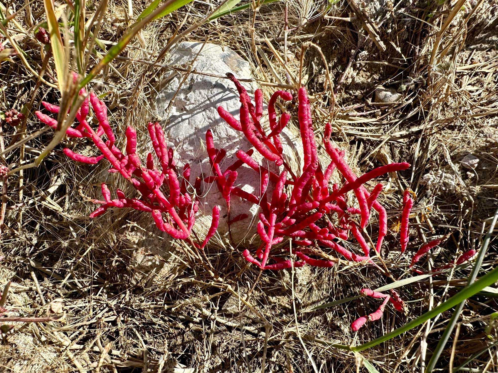 A hot pink small branched plant that looks like coral