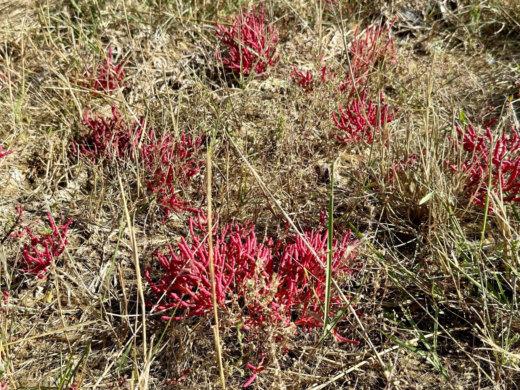 A hot pink small branched plant that looks like coral. Wider shot show multiple clumps growing among brown grass