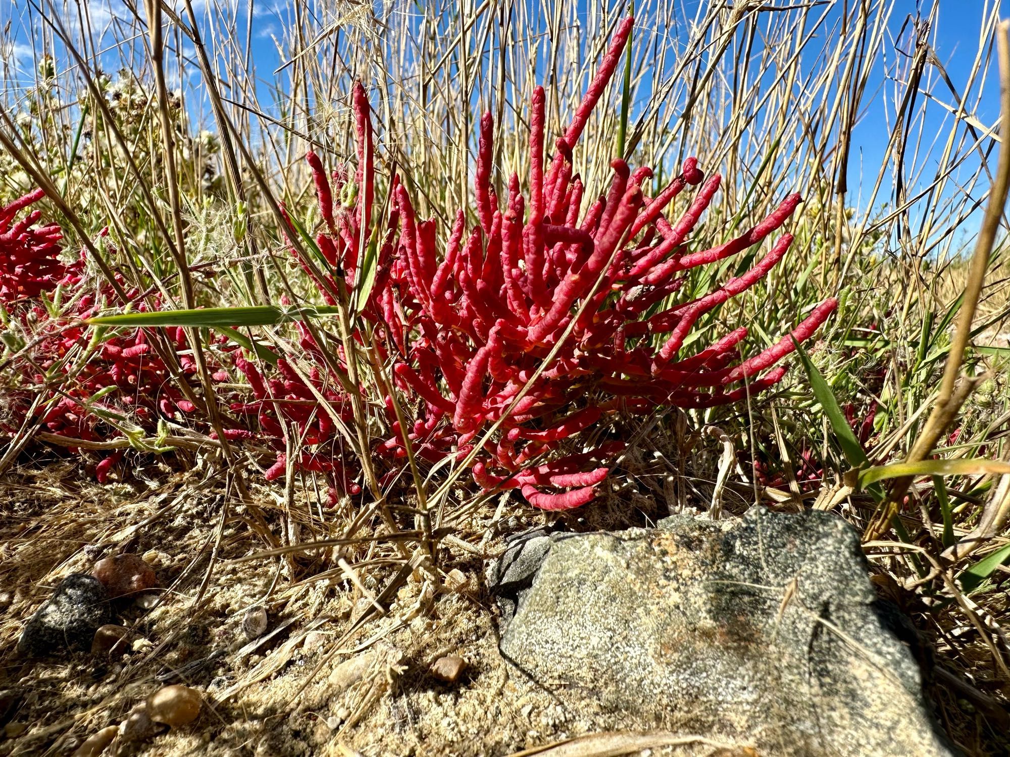 A hot pink small branched plant that looks like coral. Low angle view with rock in foreground