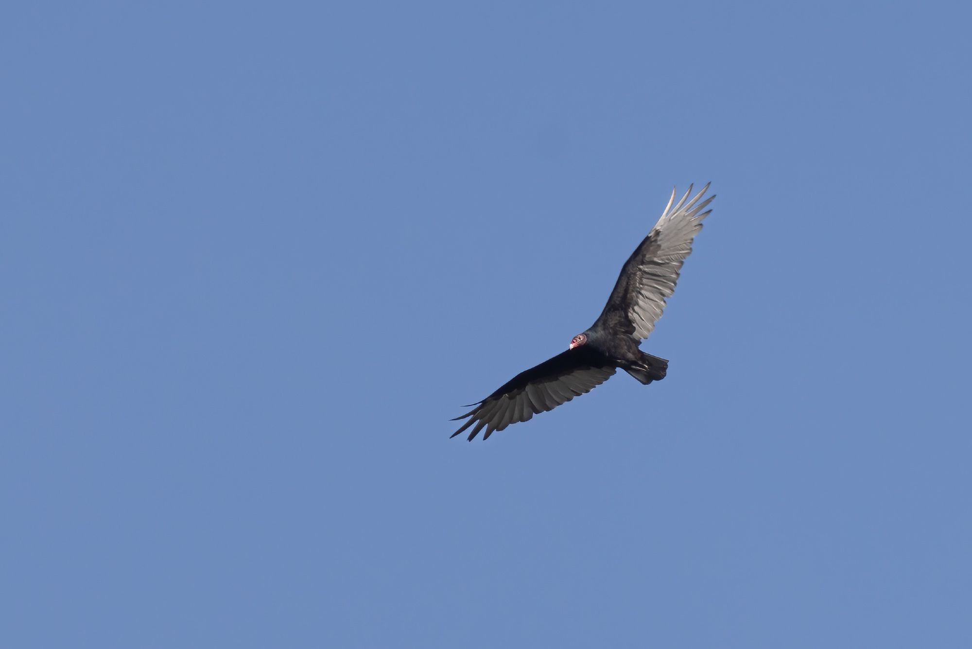 One vulture overhead with wings spread wide