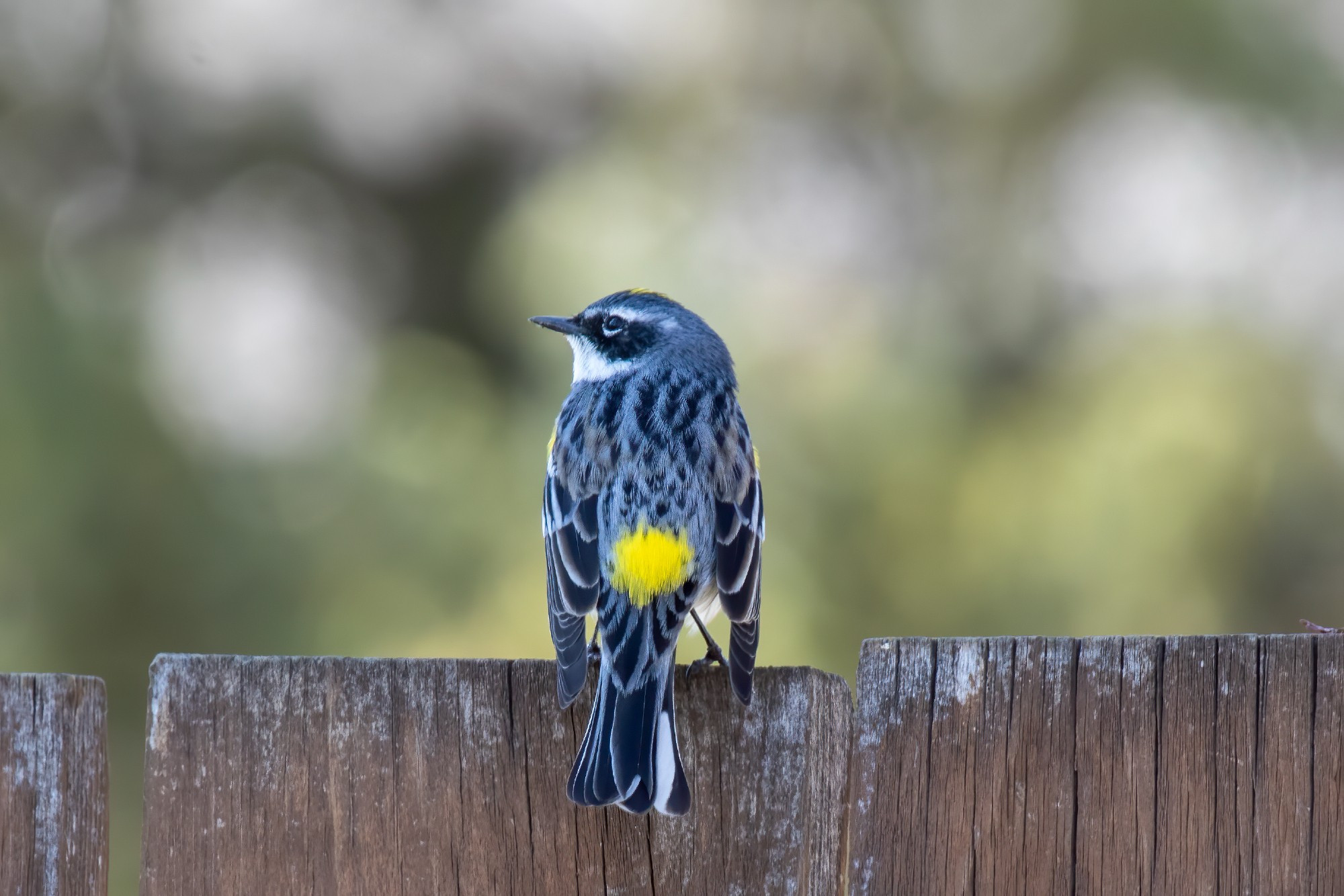 Rear view of yellow-rumped warbler on a fence. He has a giant yellow patch on his rump