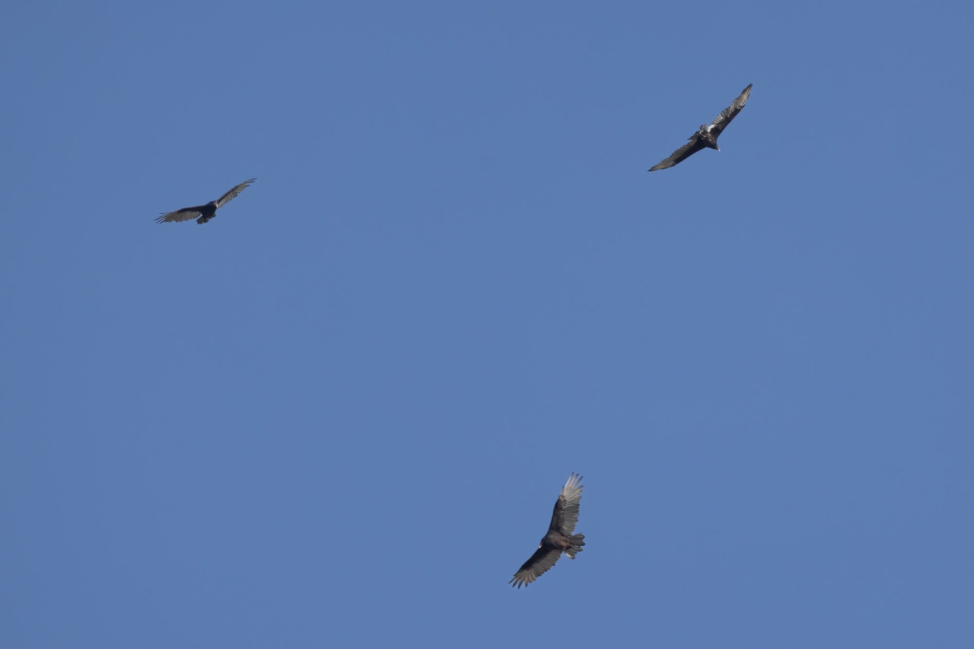 Three big black birds with bald red heads circling overhead in a crystal clear blue sky