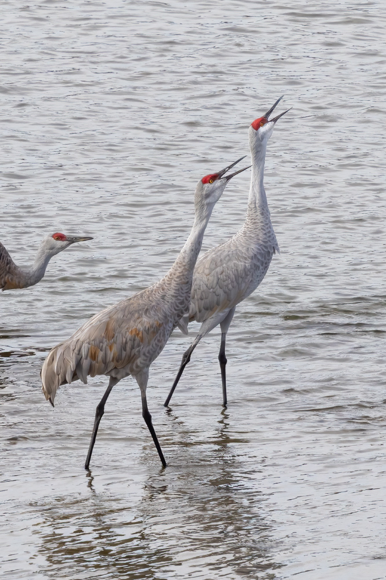 Two sandhill cranes walking side by side in shallow water with beaks wide open calling. Another crane is poking its head into the frame on the left side. It's hilarious