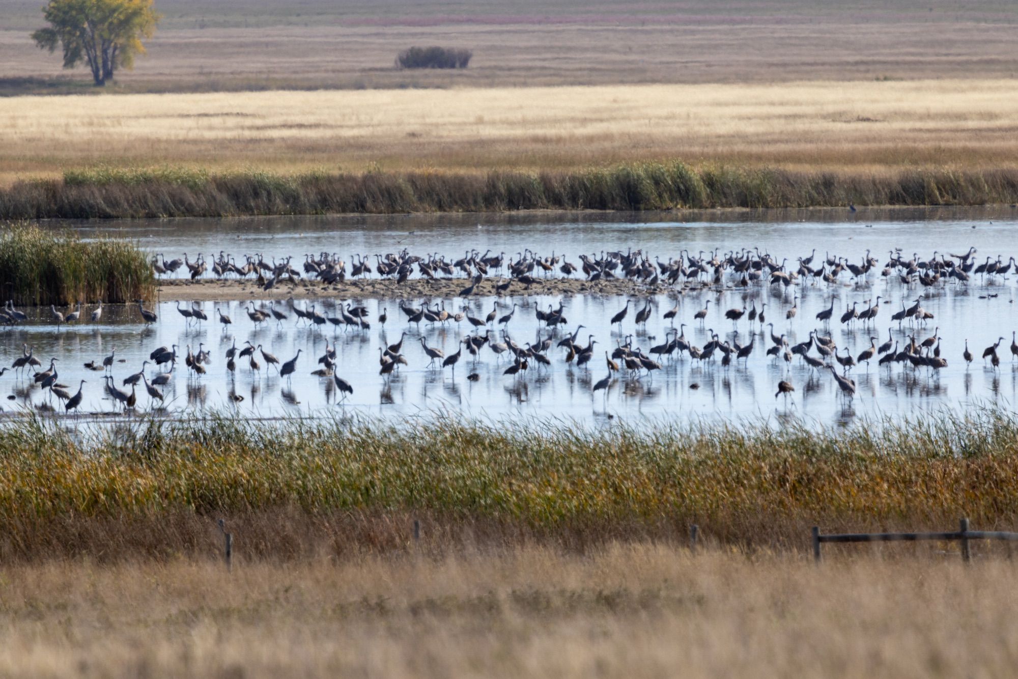 Distant view of a couple of hundred sandhill cranes standing in a shallow prairie wetland