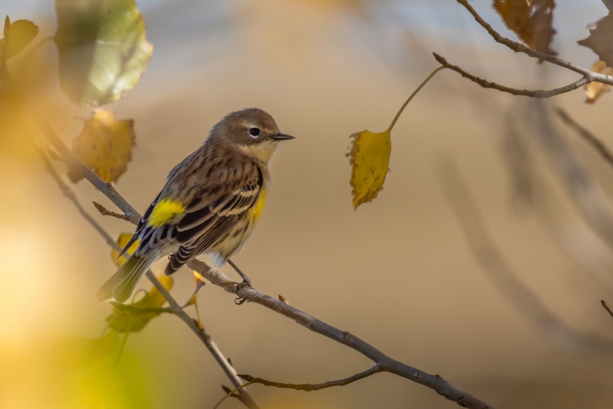 Soft focus image of small brown bird with buffy wing bars, bright yellow rump and armpits. Bird is perched on a twig surrounded by golden bokeh from autumn leaves