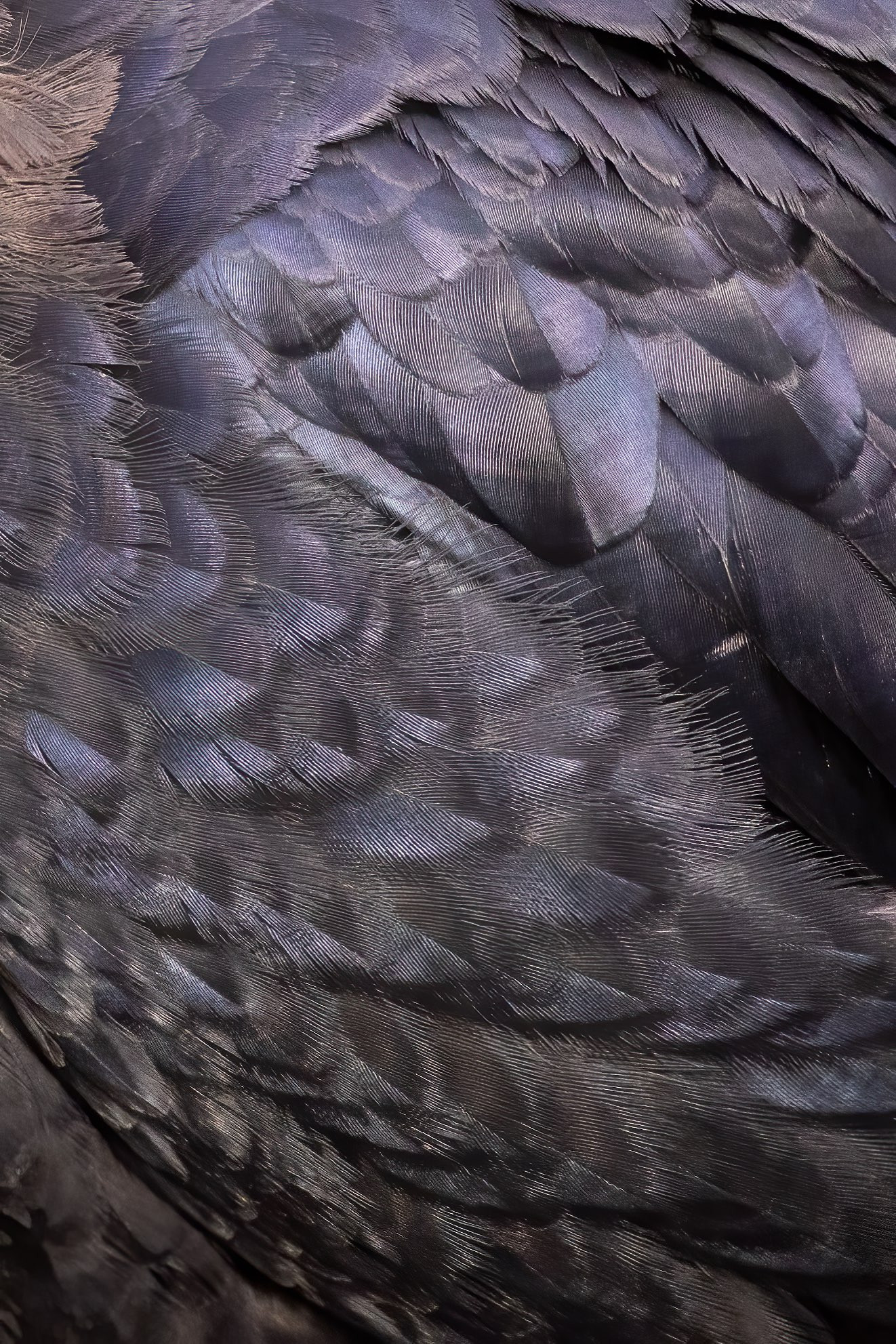 Close up view of black feathers. The light exposes lots of different colours and textures