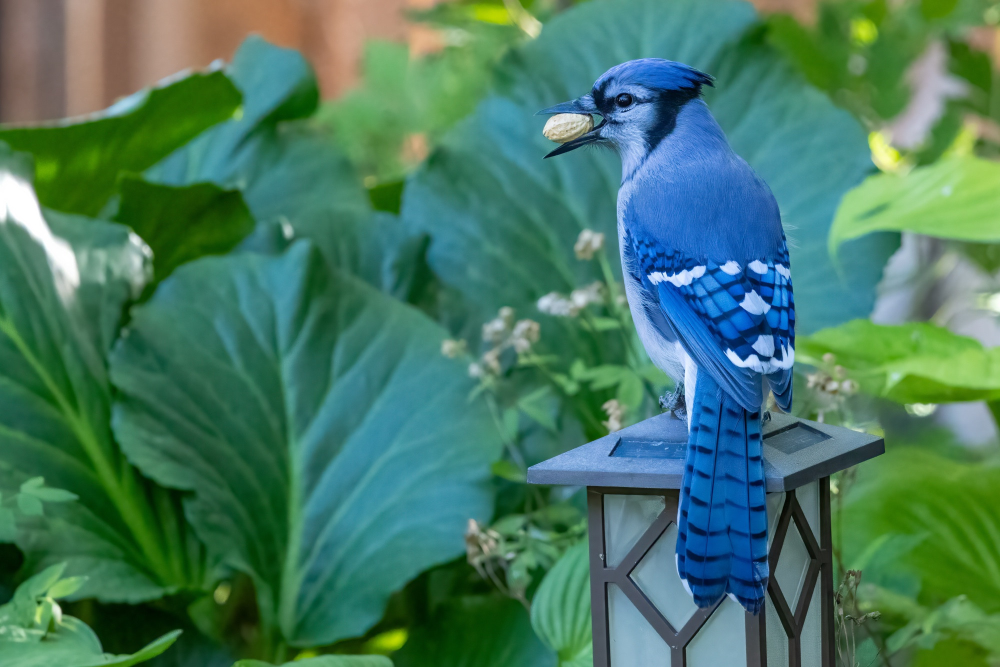 Bright blue bird with black and white accents is perched on a garden light fixture surrounded by big green leaves. It is holding a peanut in its beak and appears to be looking for the perfect place to hide it