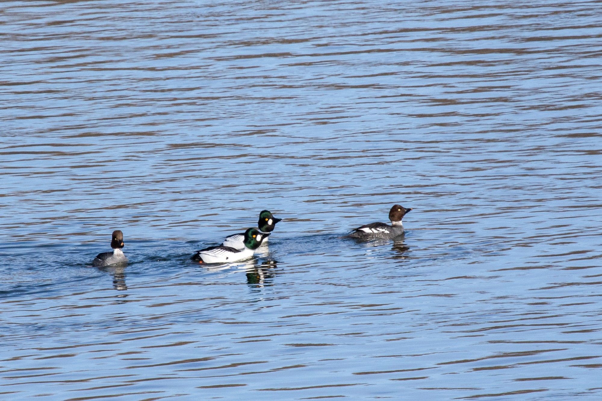 Two goldeneye drakes swimming side-by-side between two females