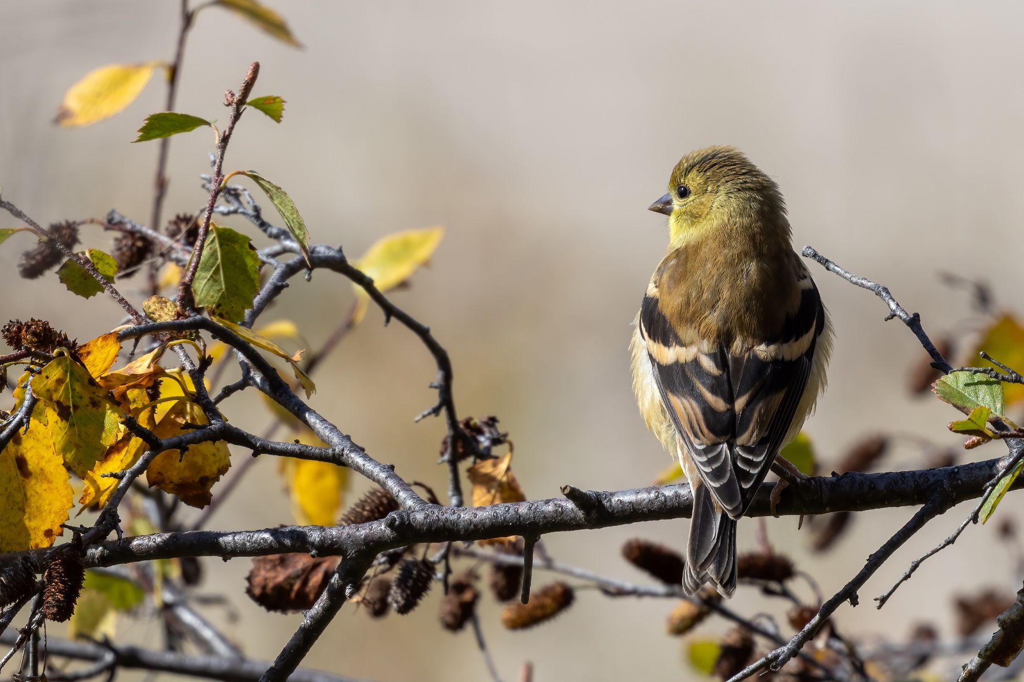 Yellow bird with black wings and buffy wing bars perched on a horizontal branch with back to the camera, facing left showing a profile and bright black eye. Bird is surrounded by small yellow leaves and alder catkins