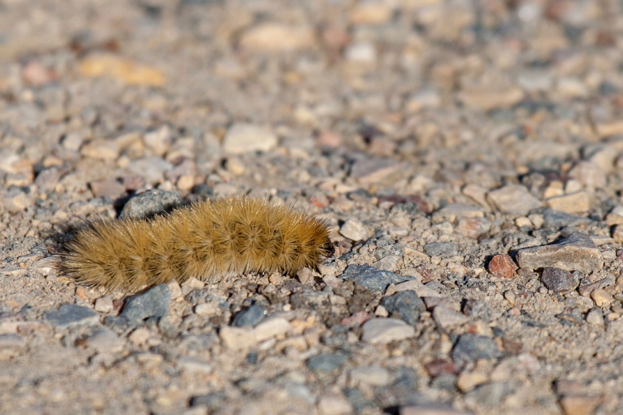 Golden fuzzy caterpillar on gravel