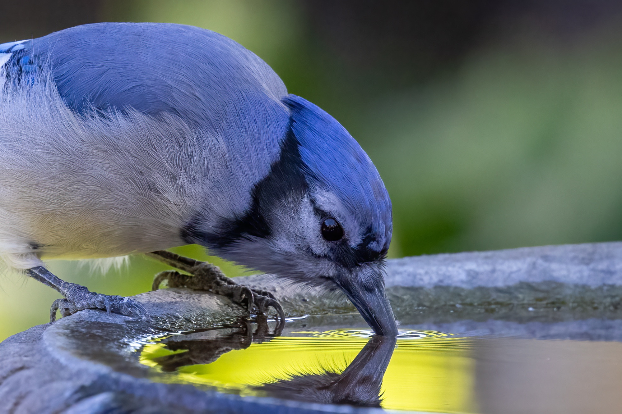 Bird with blue back and crest and black collar leans down to sip water from a bird bath. The beak is reflected in golden surface of the water