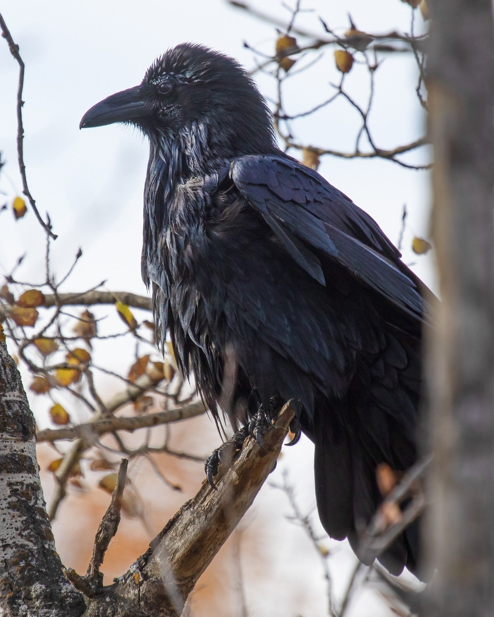 A raven in profile. It's perched in a poplar tree on a bare branch. It has been bathing and its chest feathers are still wet