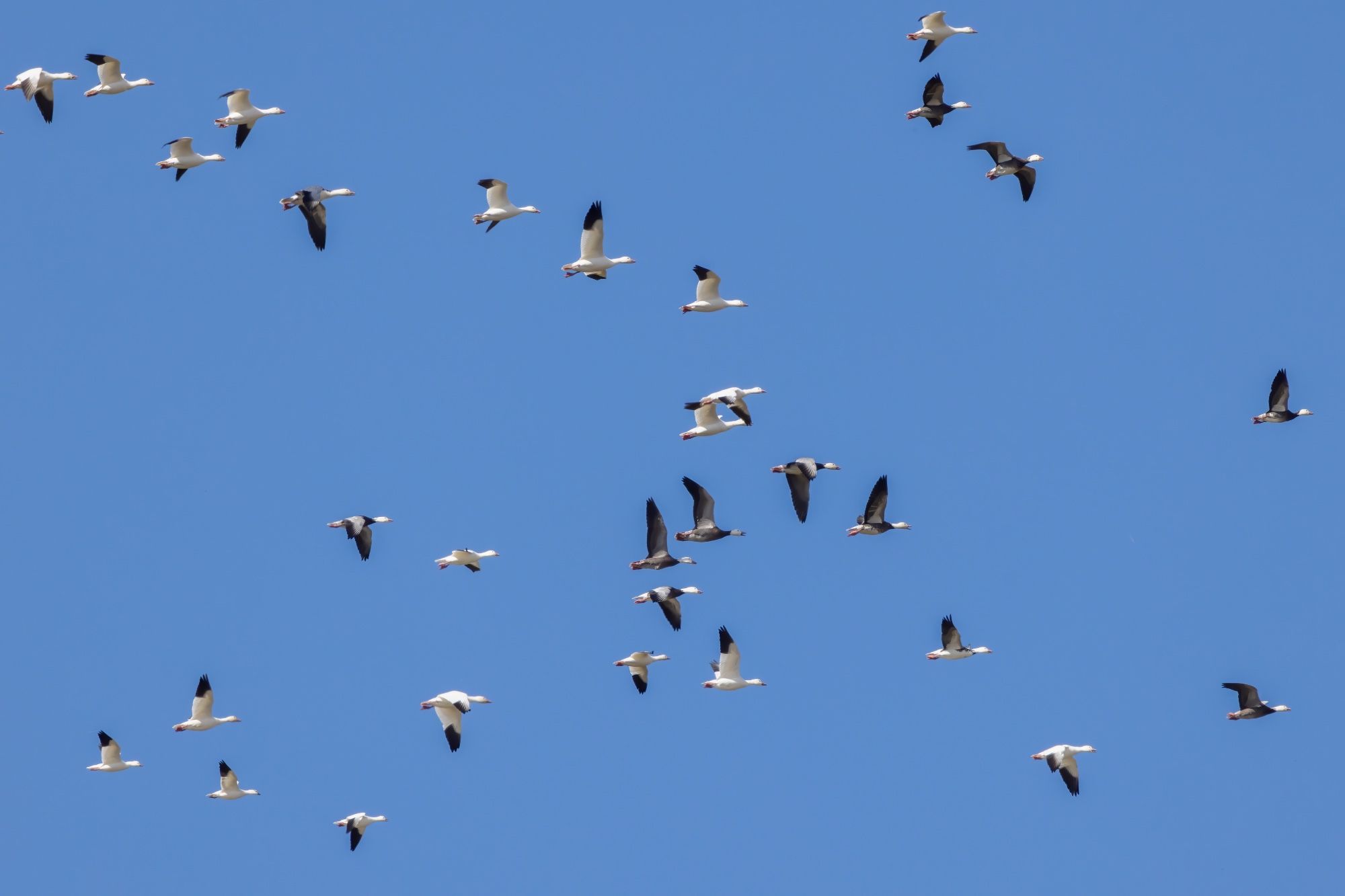 Dozens of snow geese fly by against a bright blue sky