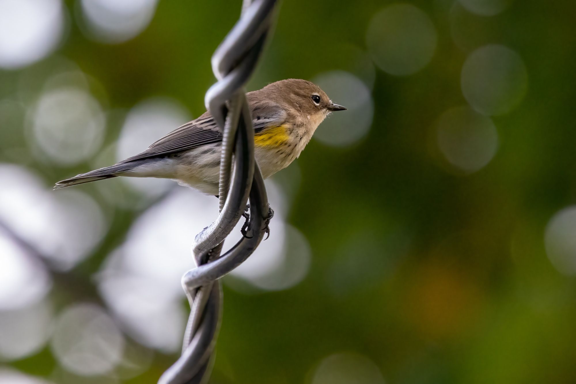 Looking up at a plain olive-grey bird with pale yellow armpit patches, perched on an electrical cable. Background is green and white bokeh