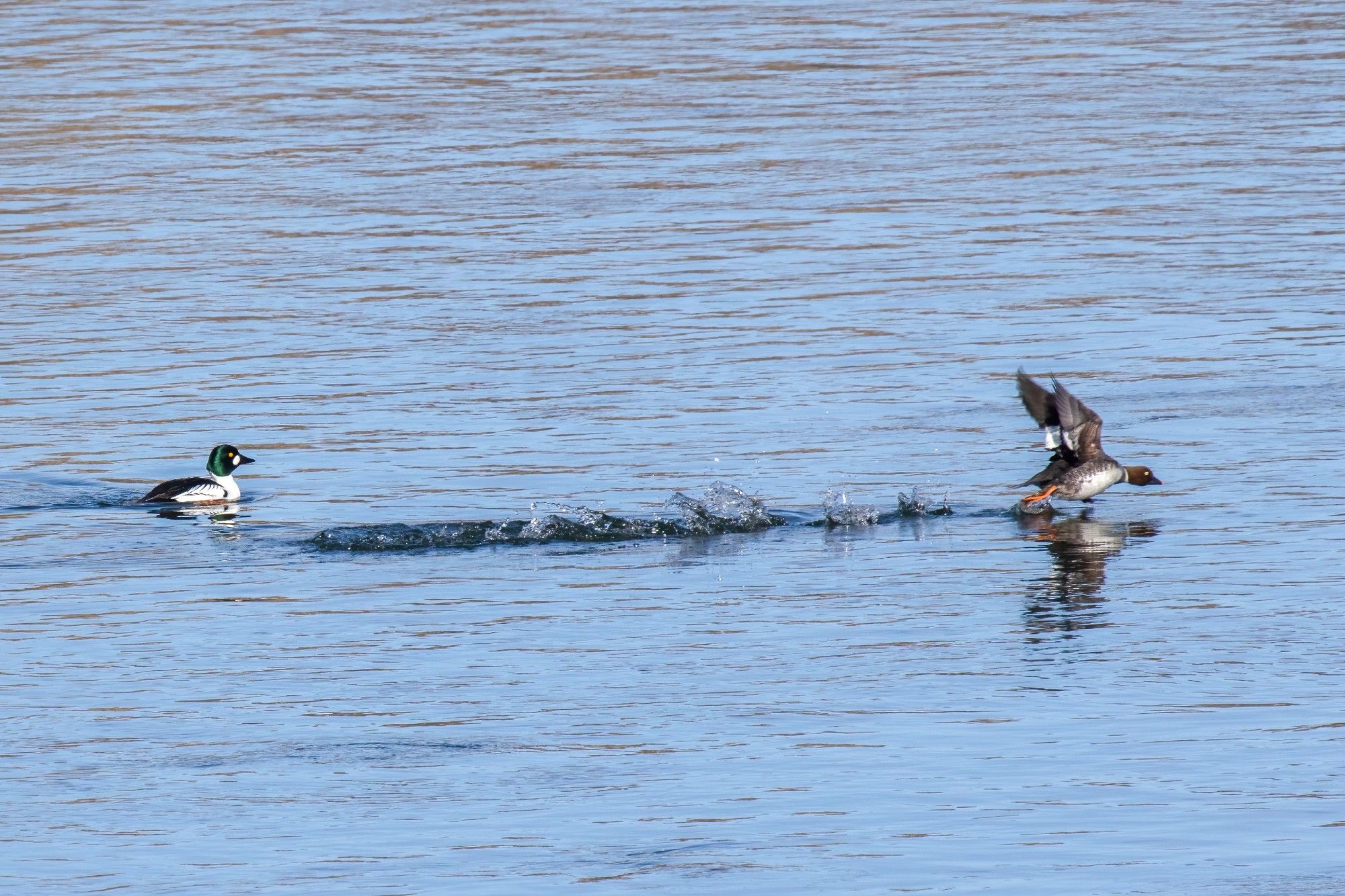 Male goldeneye watches as female runs across the water gaining speed for take-off