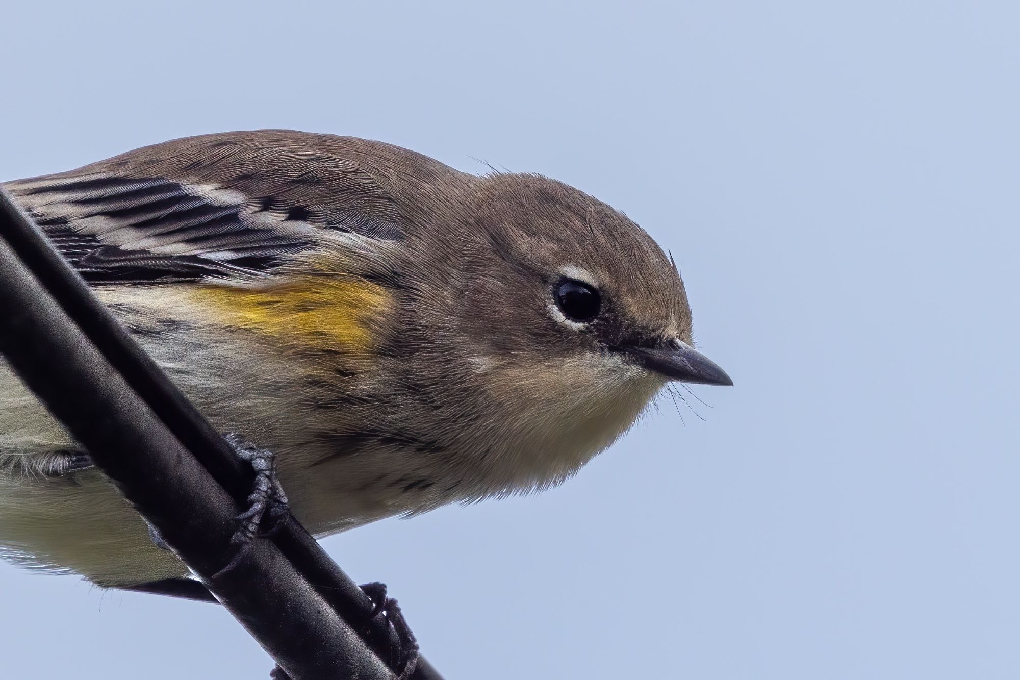 Close-up of subtle grey bird with pale yellow armpit patches and Buffy wing bars