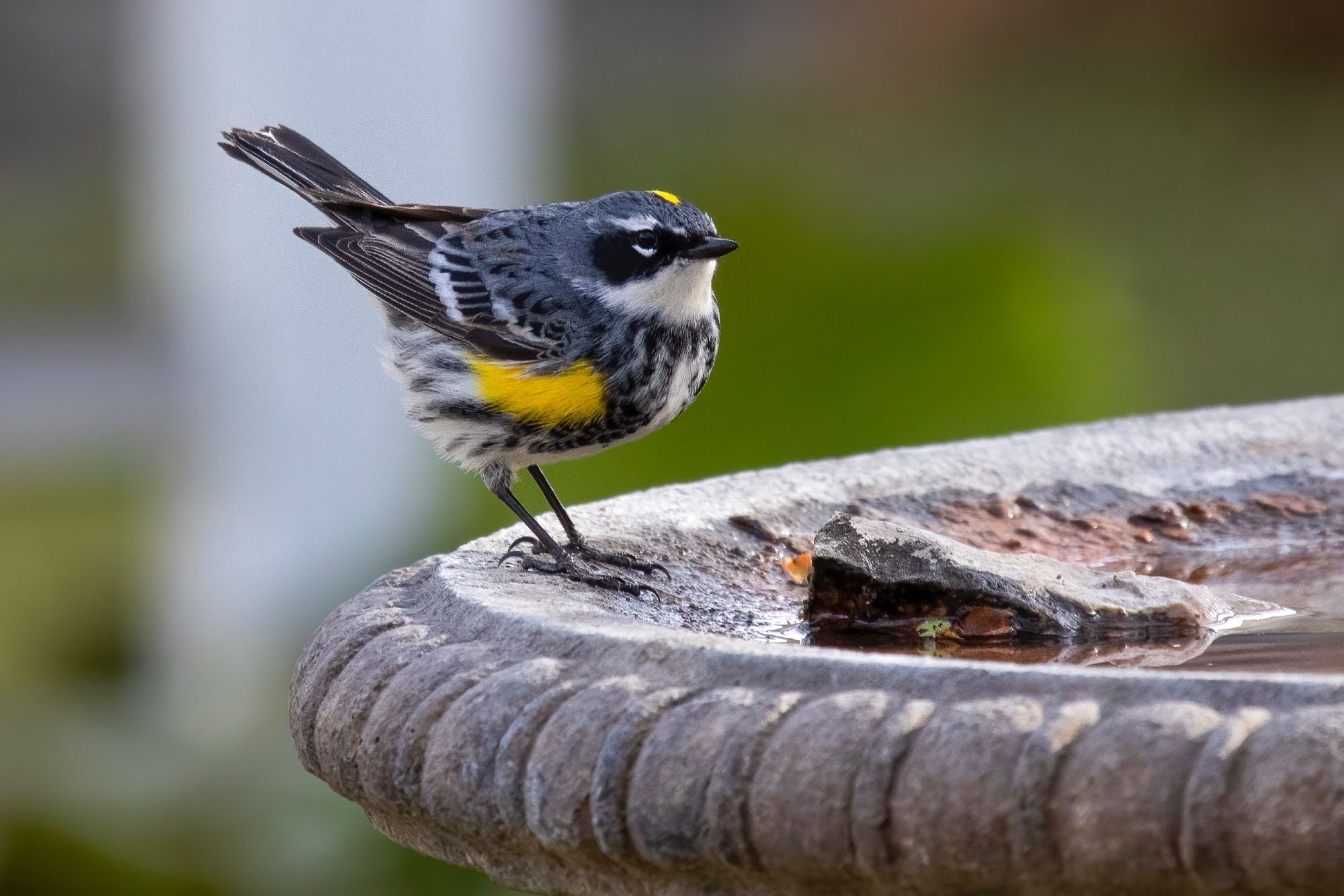 Black and grey and white bird with very bright yellow patches on its side and the top of its head. Bird is standing on the lip of a stone bird bath facing right