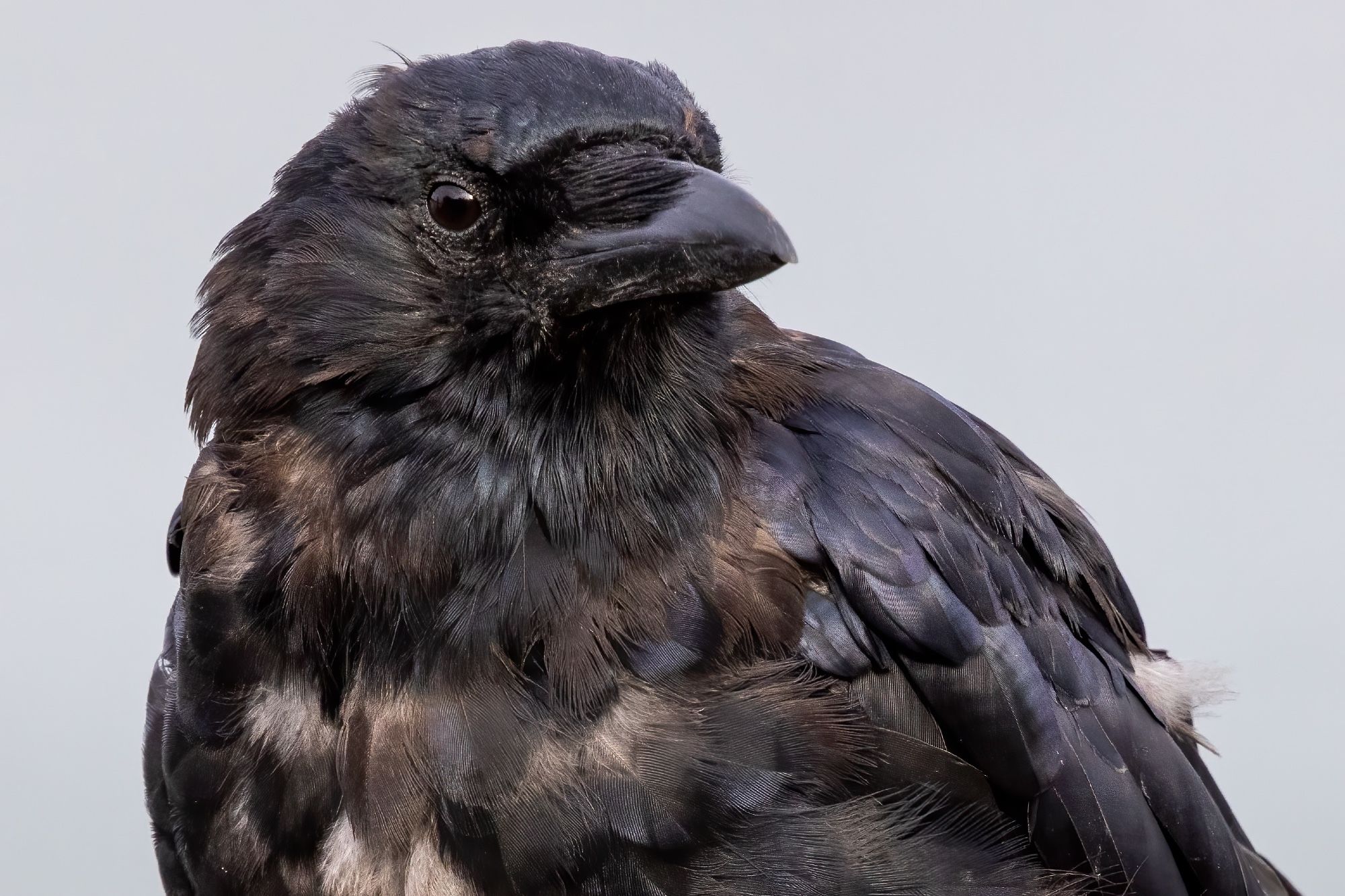 Head and shoulders portrait of an American Crow, three-quarter view