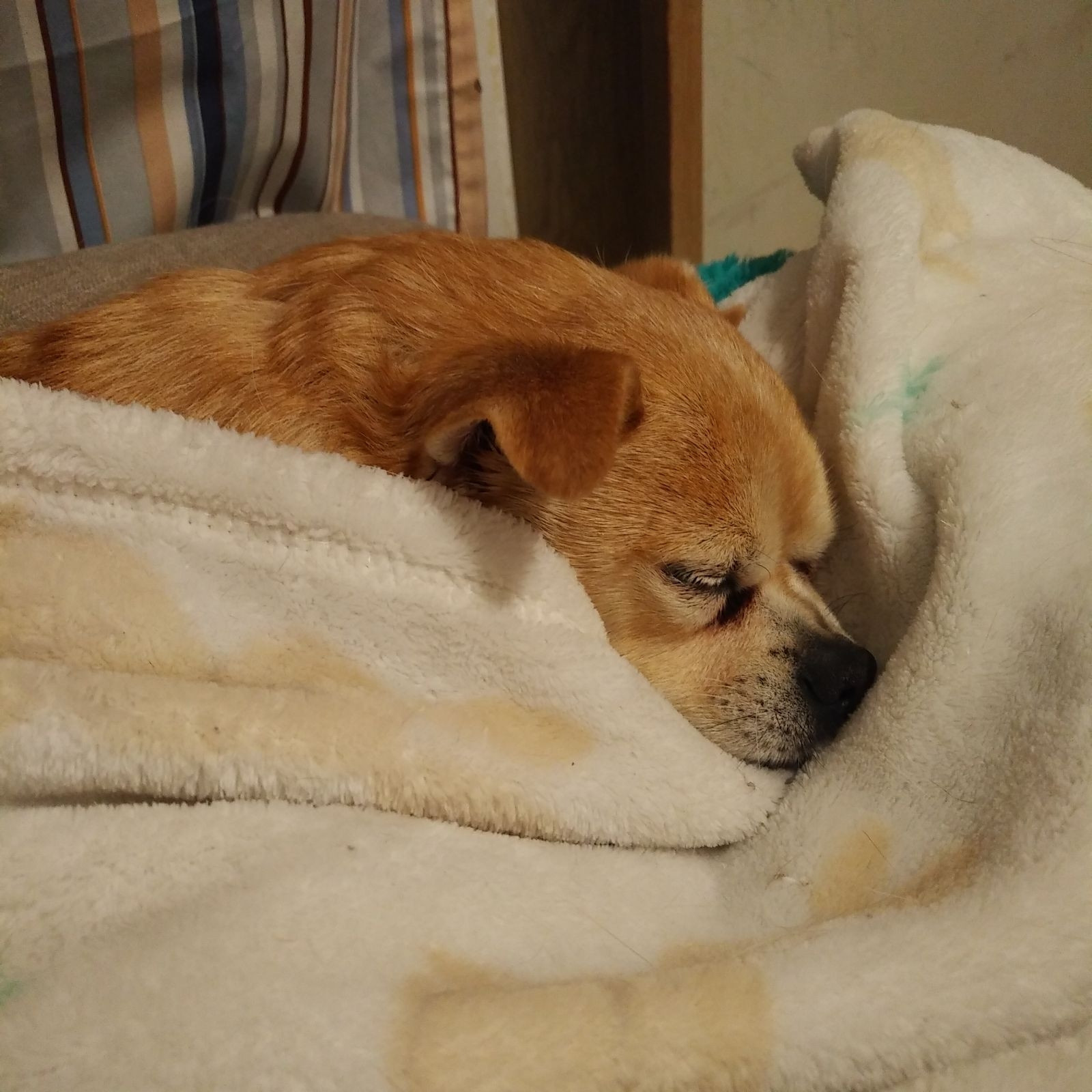 A chihuahua/pug hybrid, often called a chug, resting up after a hard day of being a silly little guy