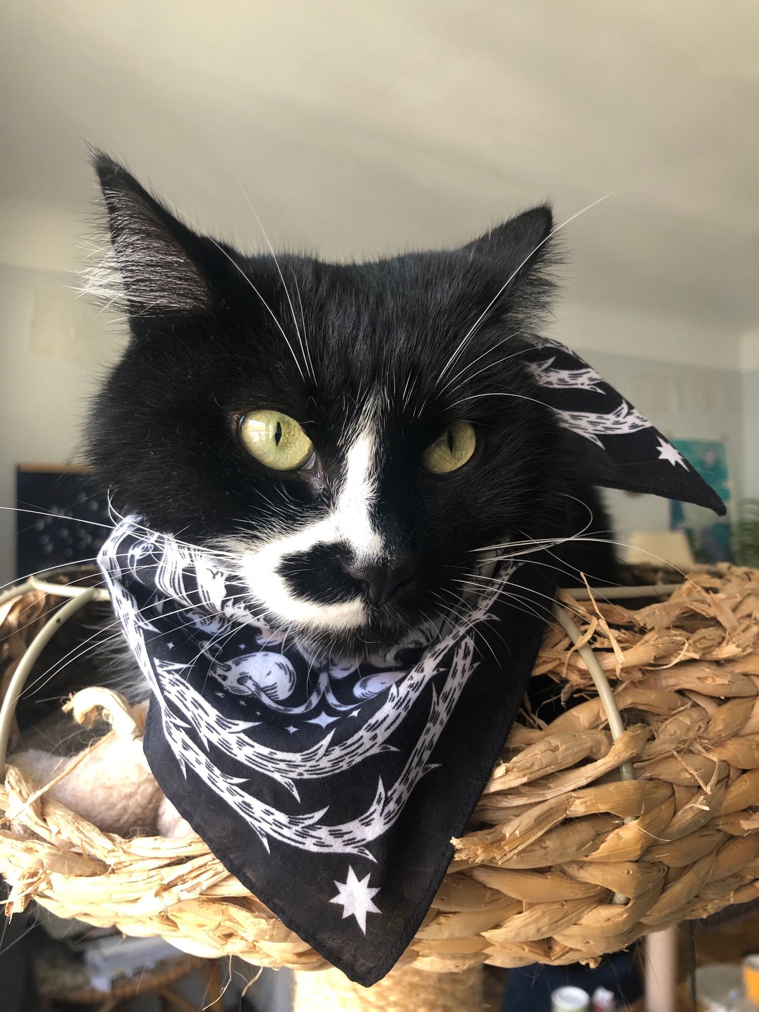 My (very handsome) cat wearing my bandana (they are colour matching).