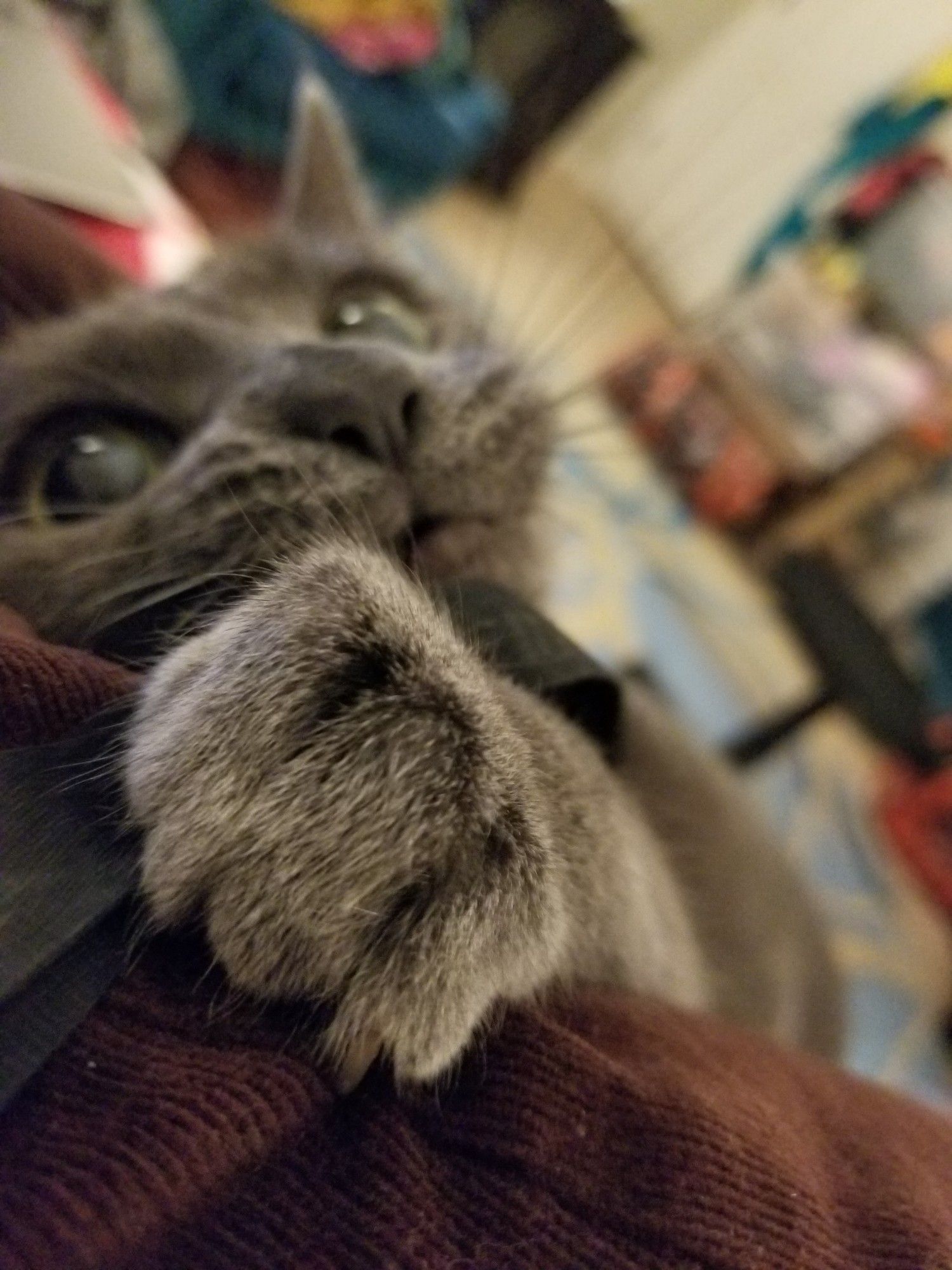 A close up image of Artemis, a gray cat, playing with a black ribbon while laying on legs. Only her face and one paw are visible, with her grabbing the ribbon with her knuckles tensed. Her eyes are enormous are her whiskers are puffed out in play.