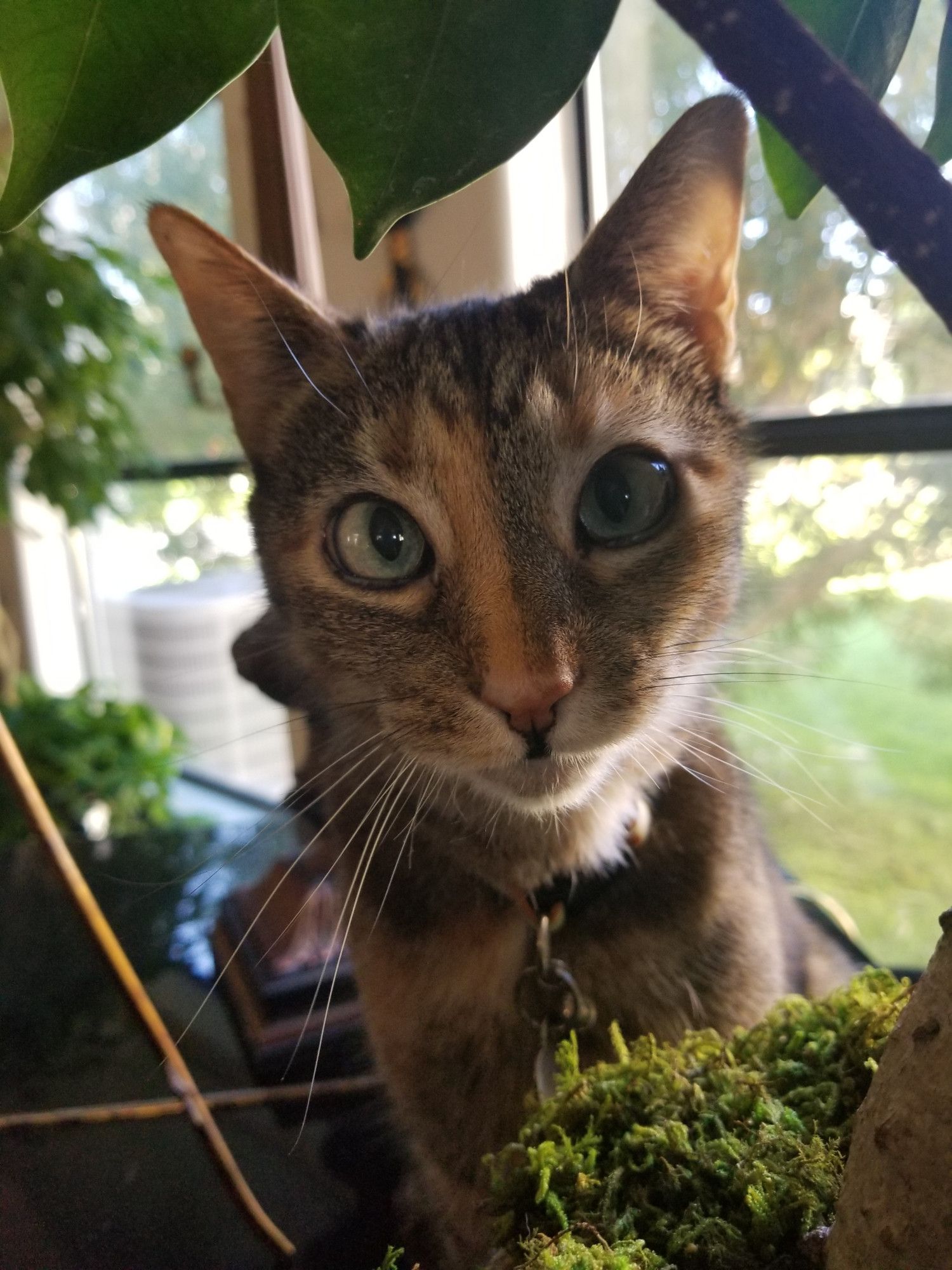 A face on photo of Karmel, a beautiful torbie cat with an orange-brown split right down the center of her nose. She's looking right at the camera, her bright green eyes slightly crossed, and whiskers out curiously. She's surrounded by indoor plants, and behind her are windows; her right side is illuminated by soft sun. She was a very good girl.