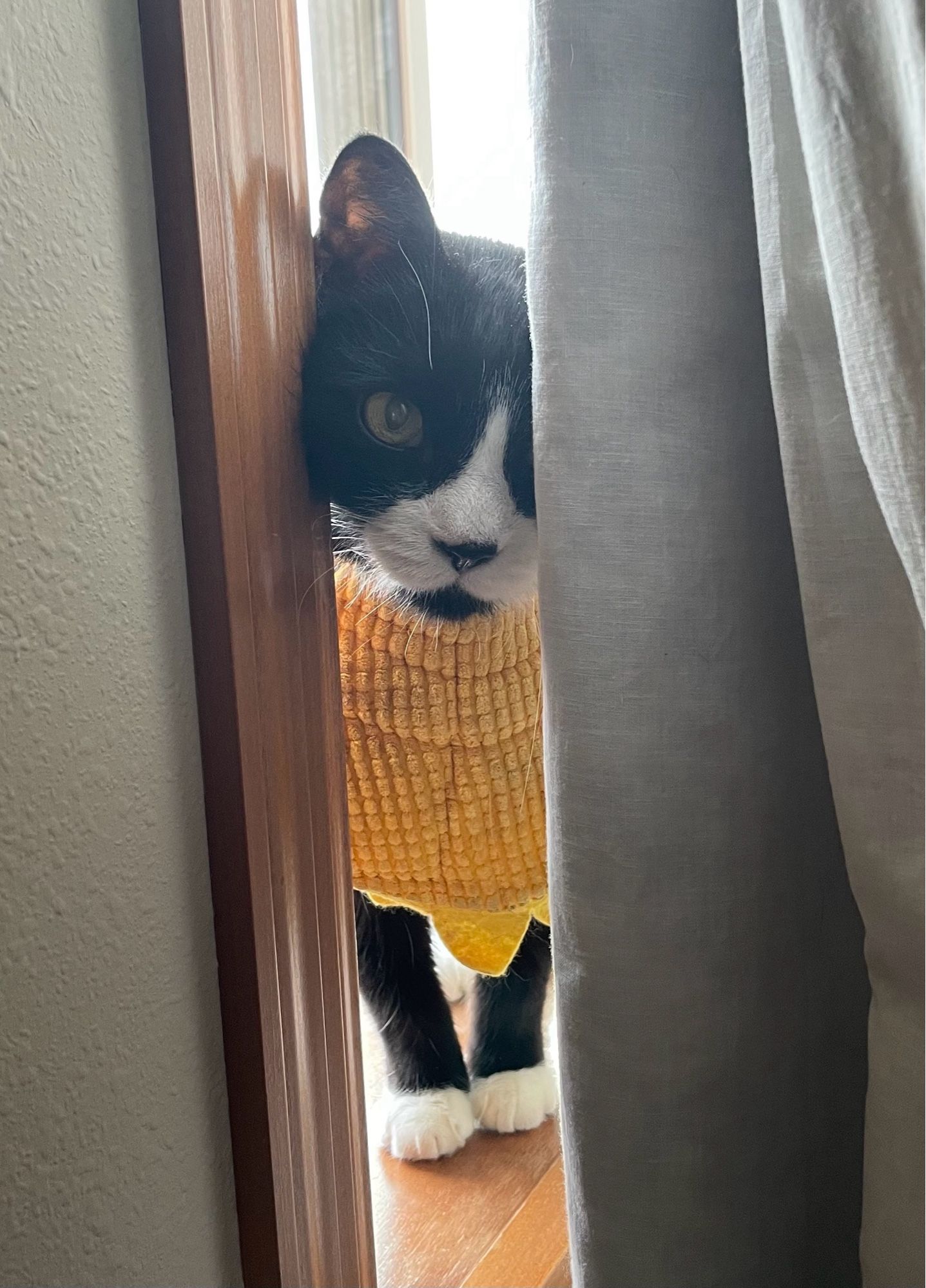 Tuxedo cat standing on a windowsill poking his head out from behind the curtain