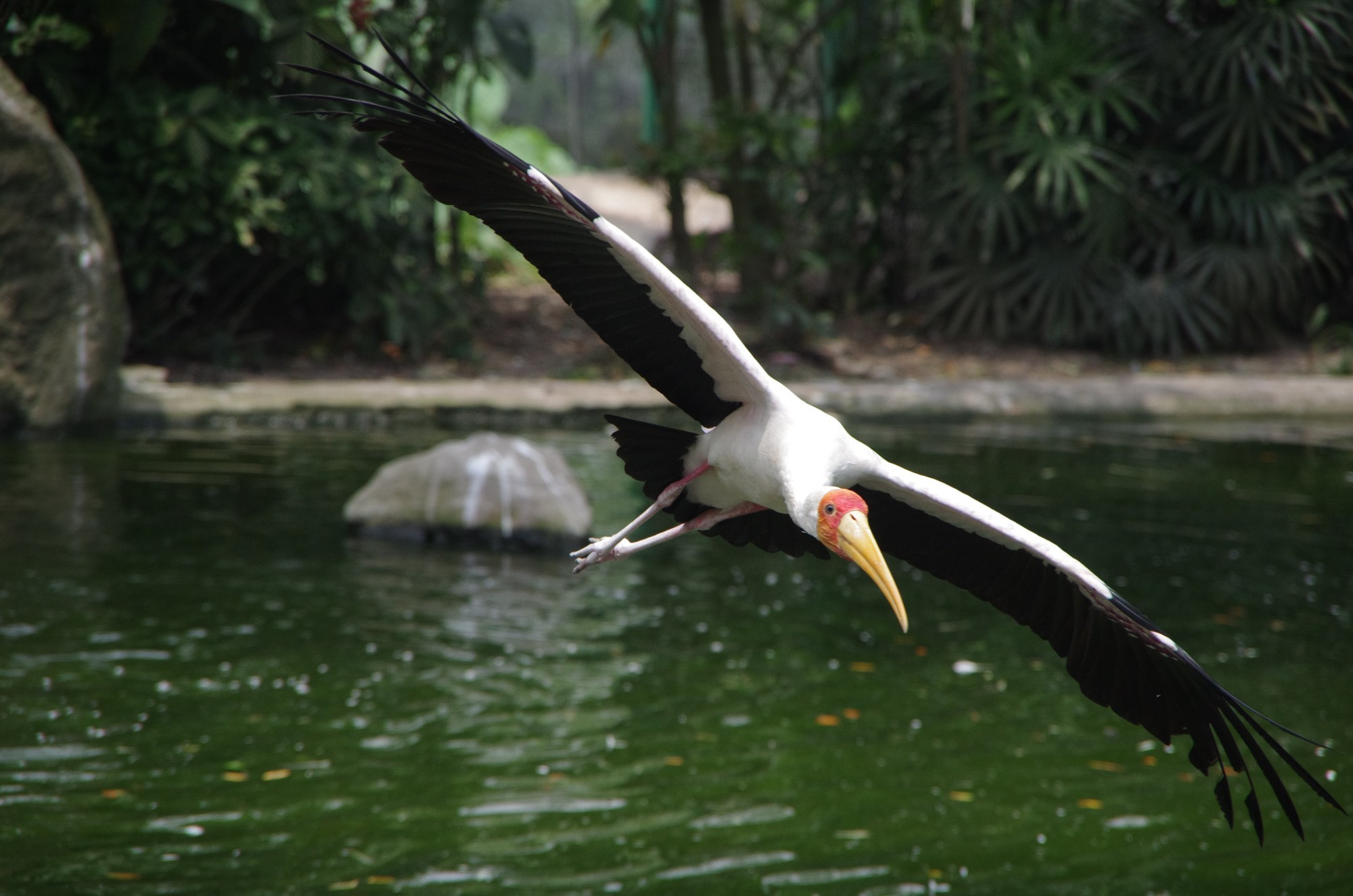 Über Wasser fliegender Vogel  mit rotem Kopf, gelbem Schnabel, weißem Körper und schwarzen Flügeln