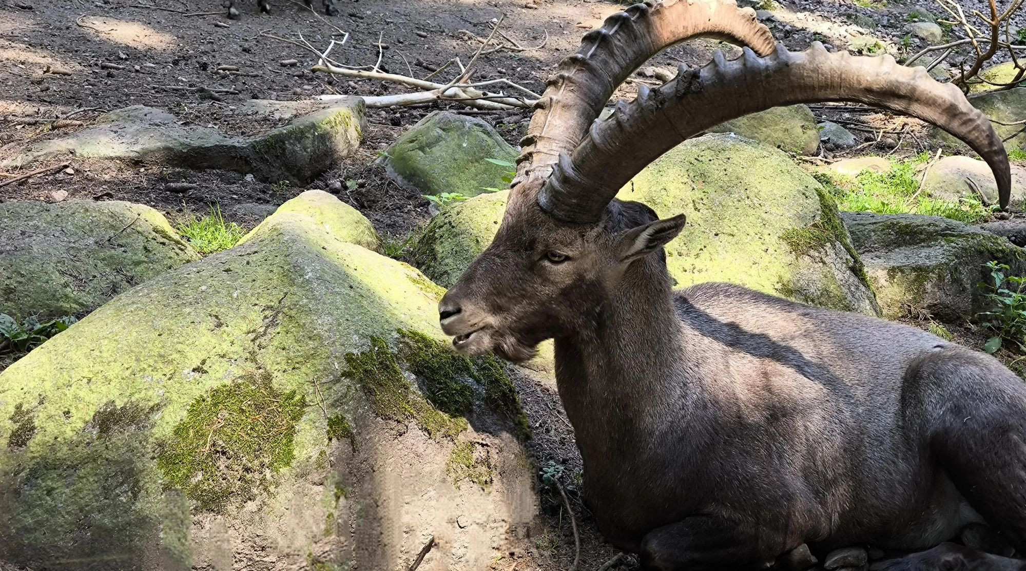 Steinbock an mit Moos bewachsenen Steinfels 