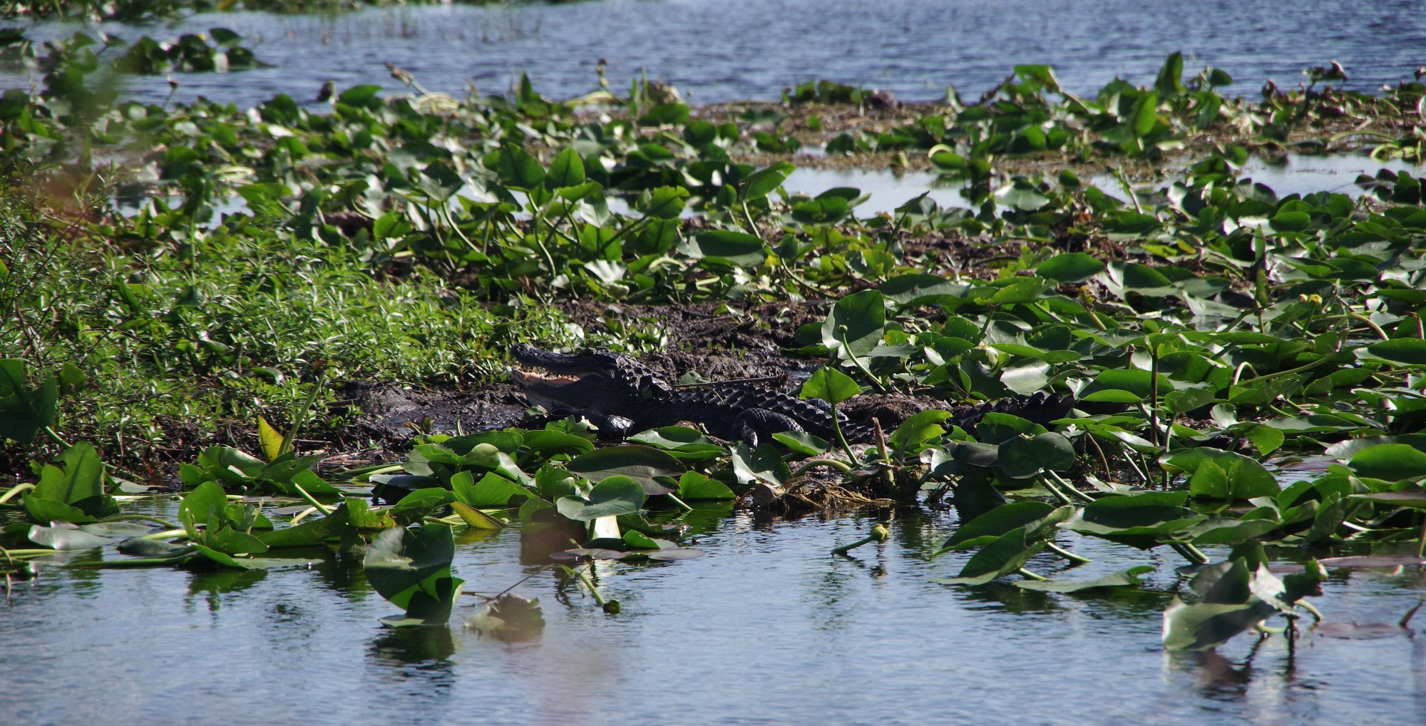 Alligator im Sumpf zwischen den Pflanzen