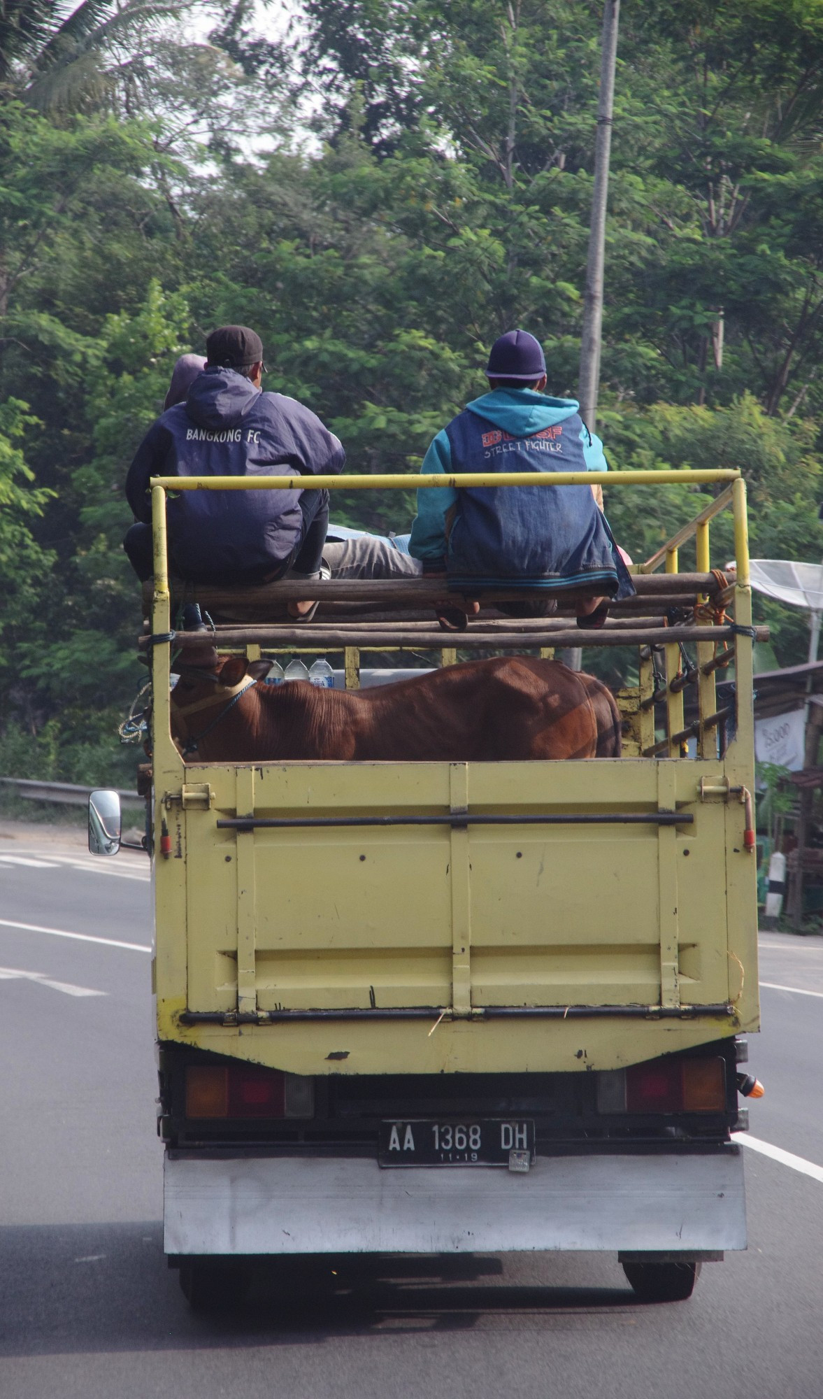 Ein Truck mit Rindern auf der Ladefläche und zwei Männern darüber