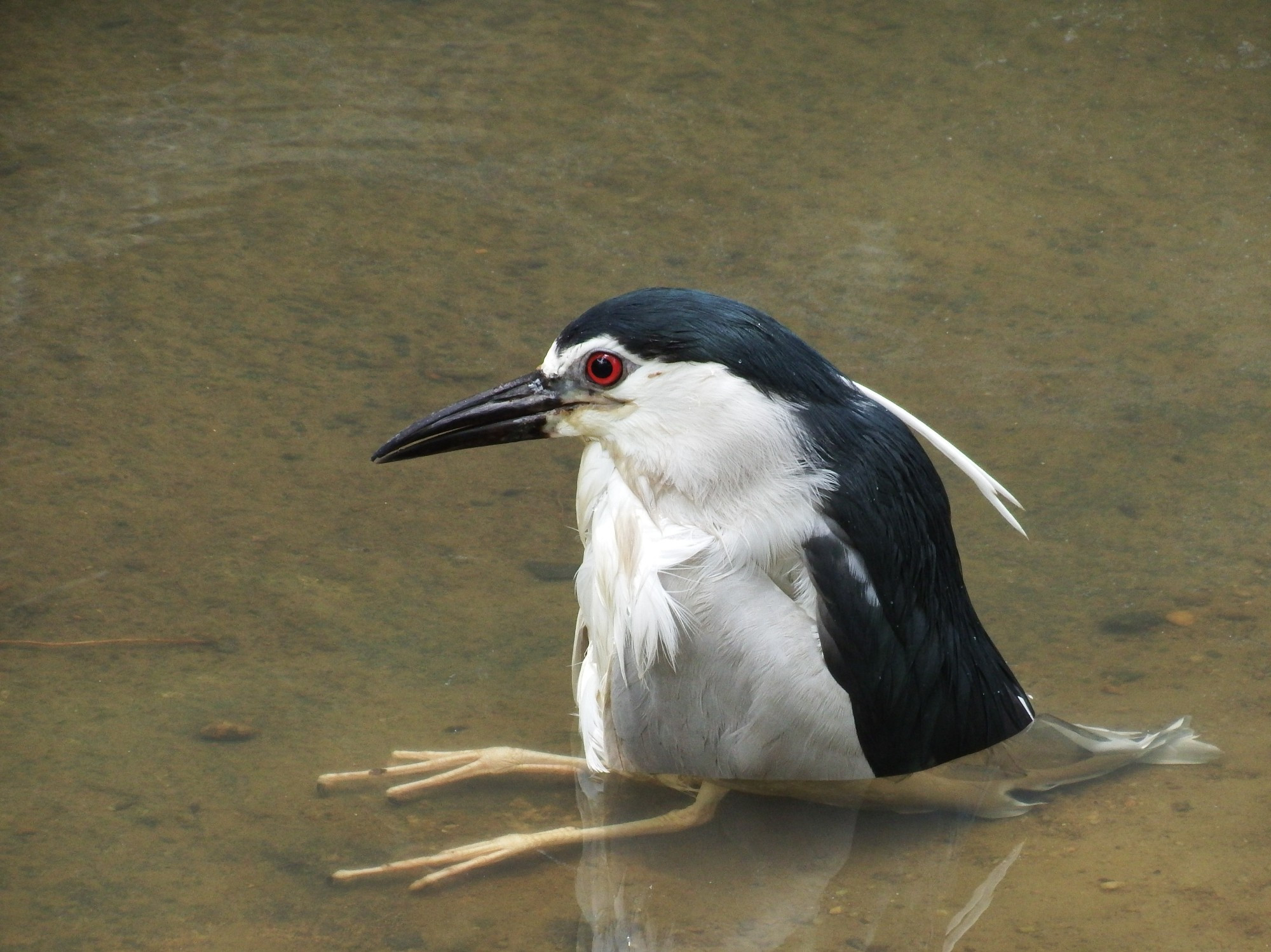 Ein Vogel sitzt gemütlich im Wasser