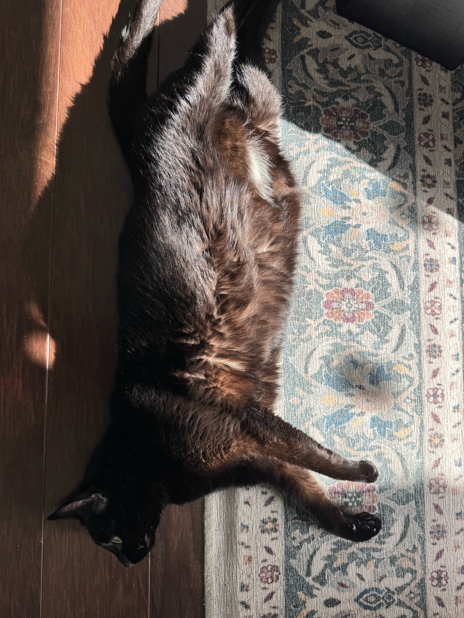 A black cat warming her tummy in a sunbeam next to a rug 