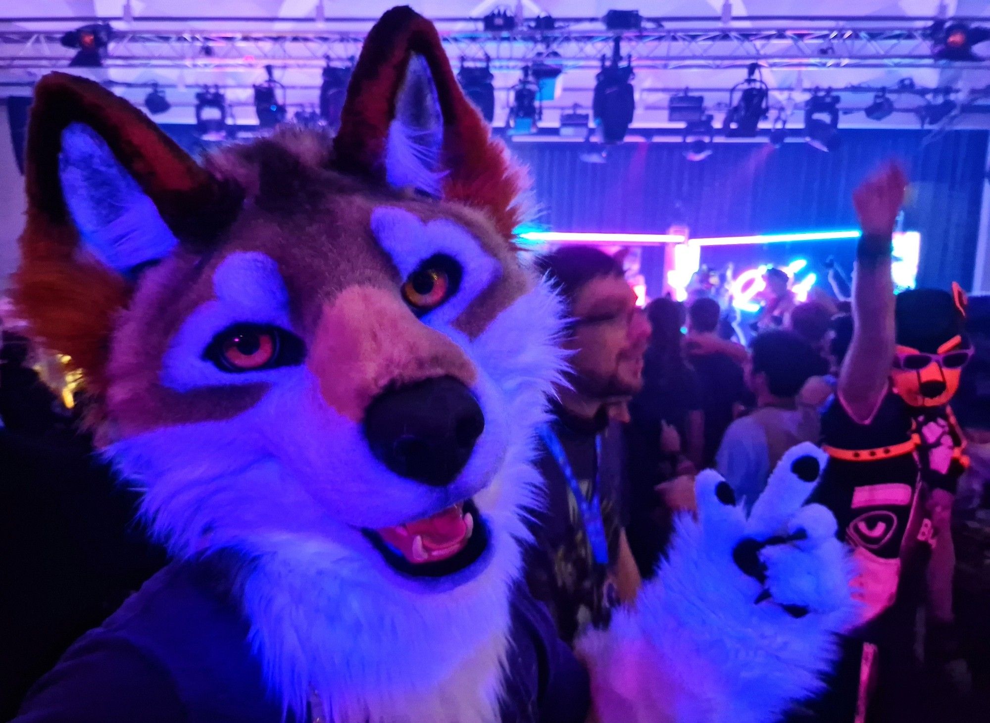 Wolf fursuit in UV light on the dance floor of Eurofurence