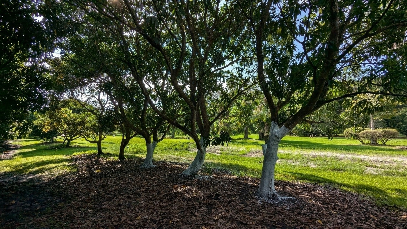 Preparing Mango trees for cutback. 