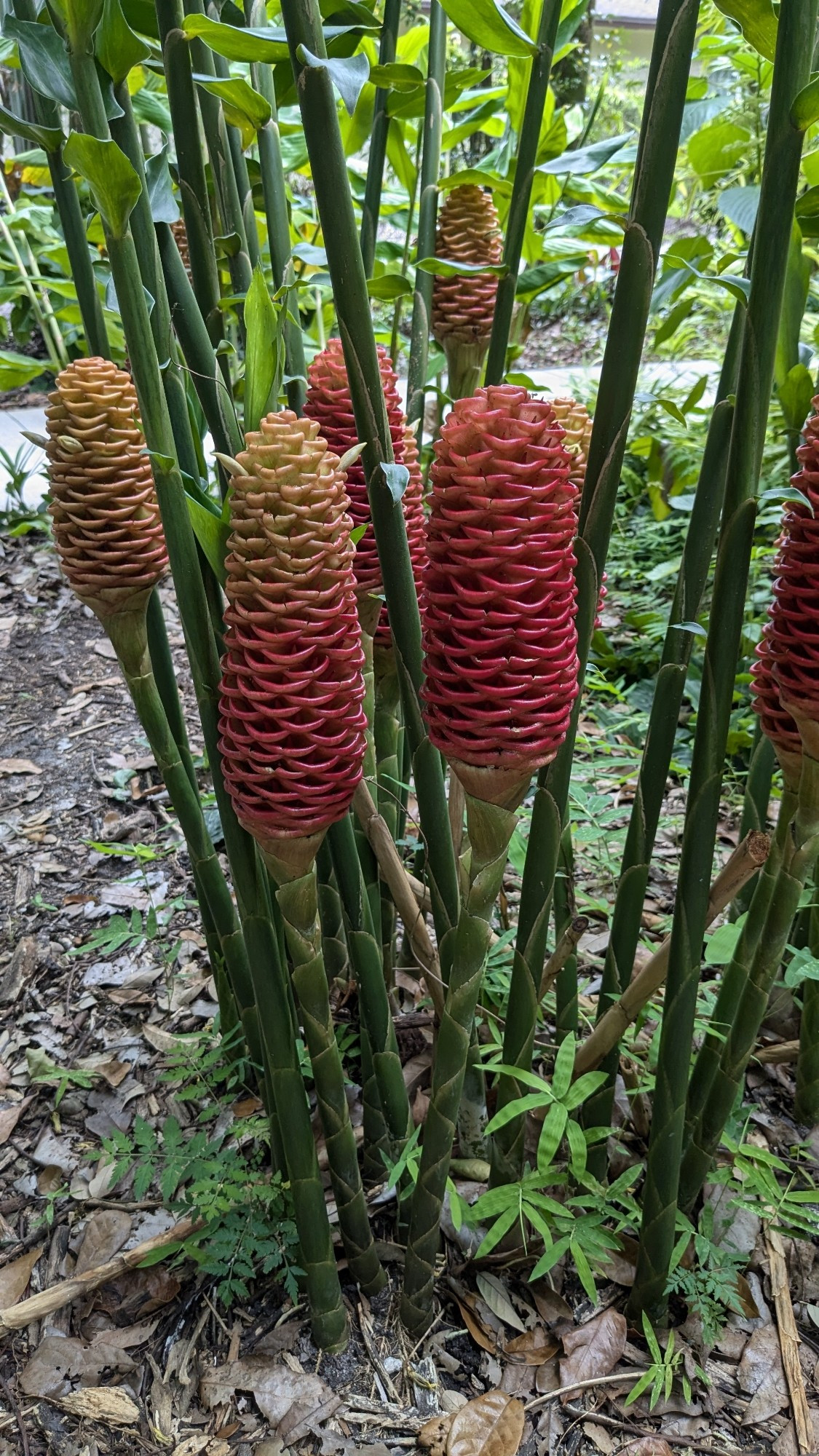 Early Gold ginger