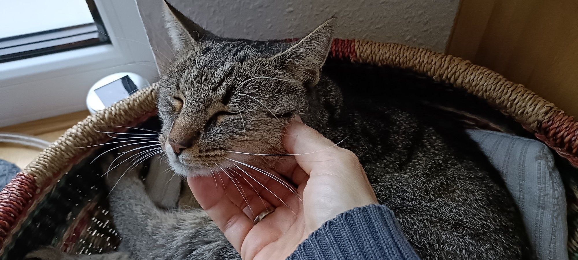 Eine Hand streichelt eine Katze