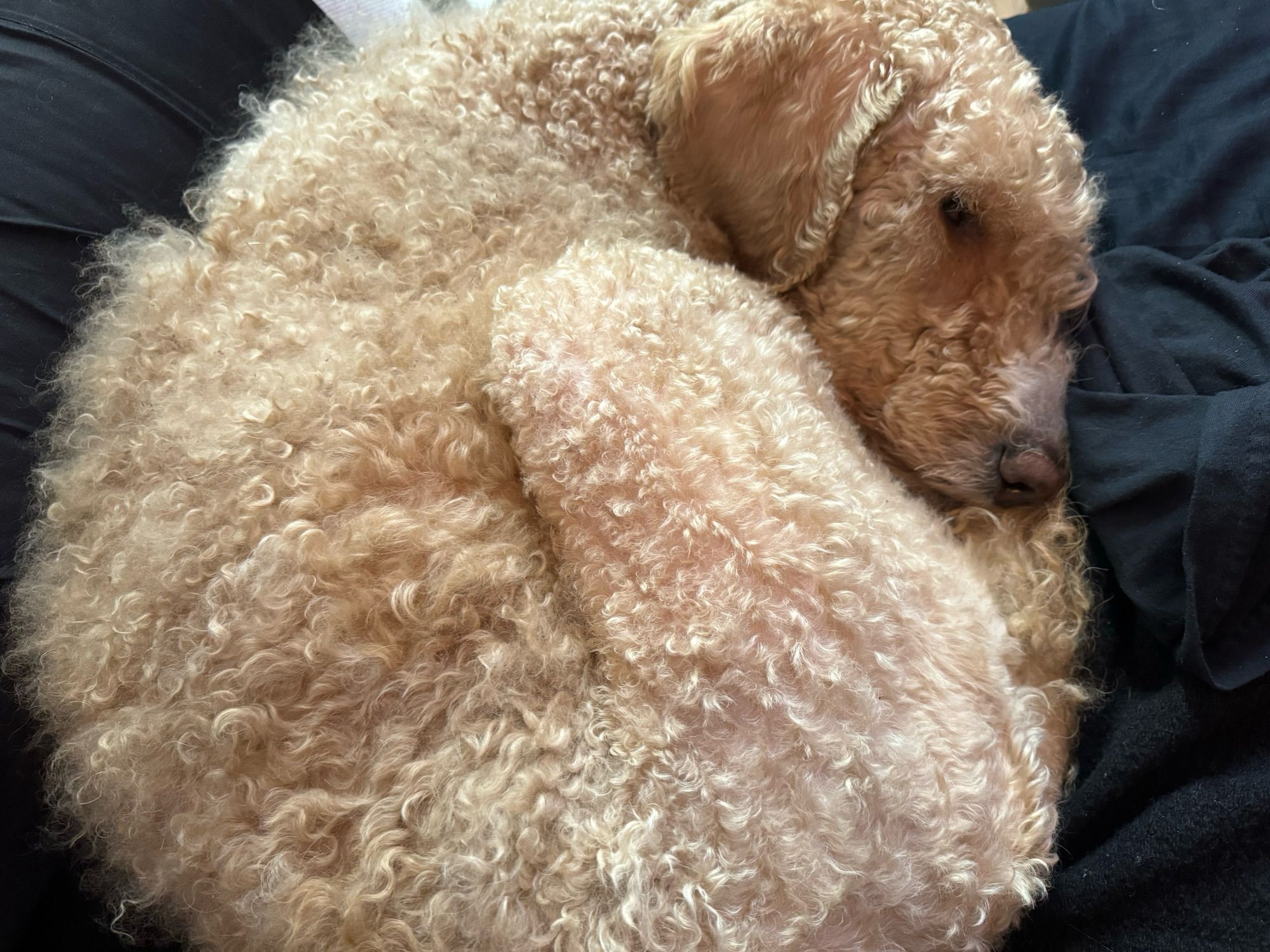 Mandu, a goldendoodle, curled up looking cute