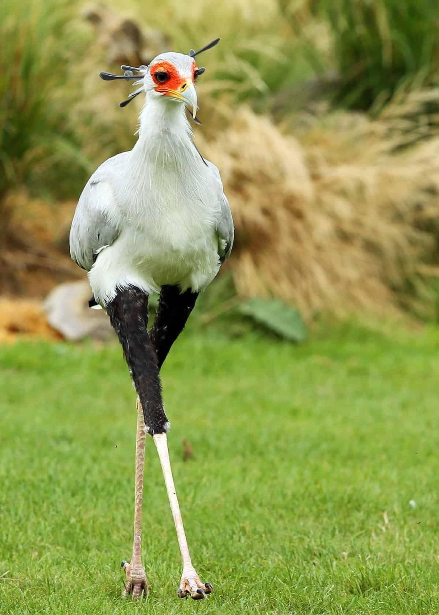 A secretary bird. A bird with long legs who looks like she's wearing thigh thighs and a lot of orange eyeshadow.