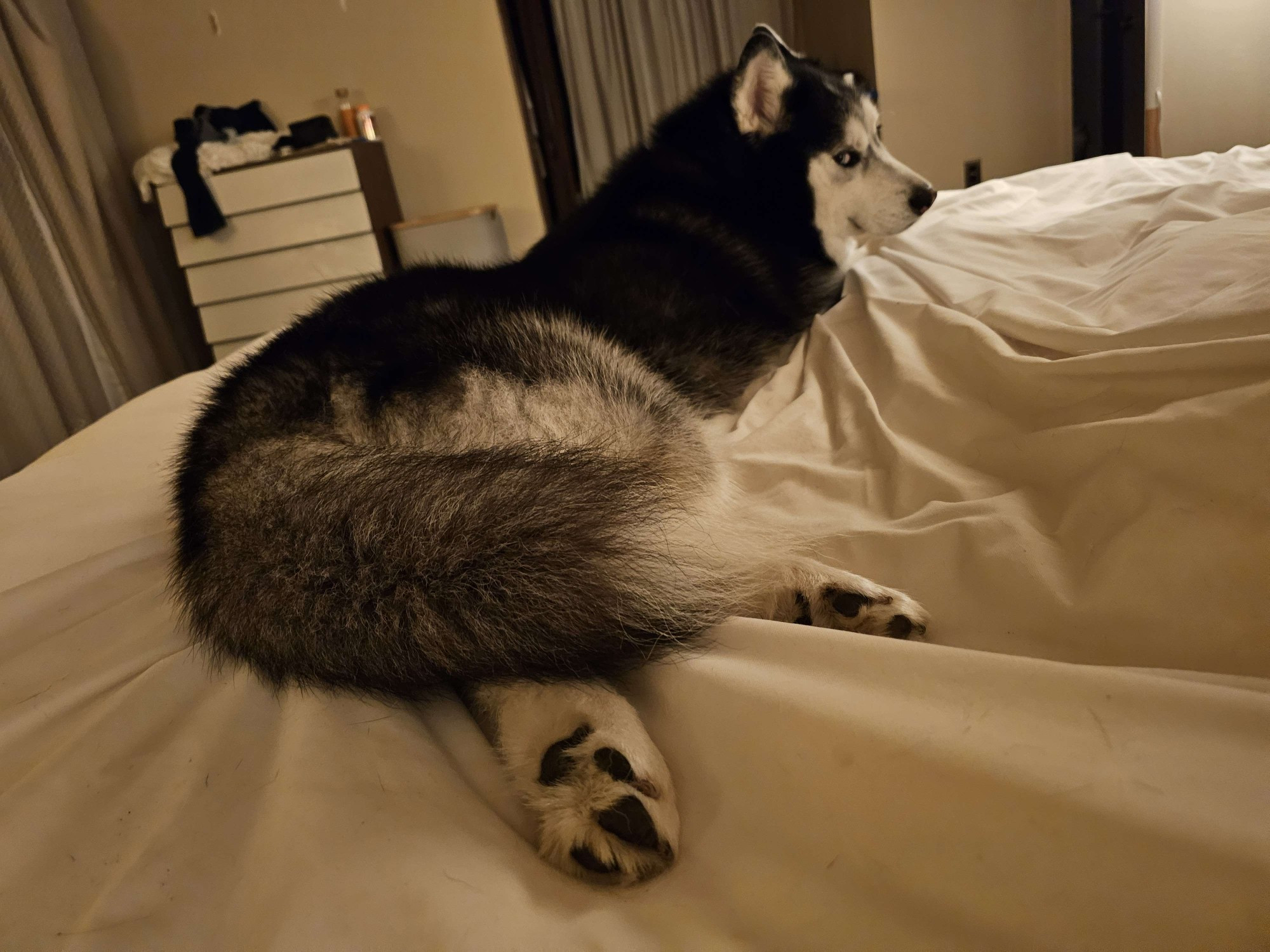 A picture of a husky from behind. He is stretched out on a bed and looking back at the viewer with a judgemental side eye.