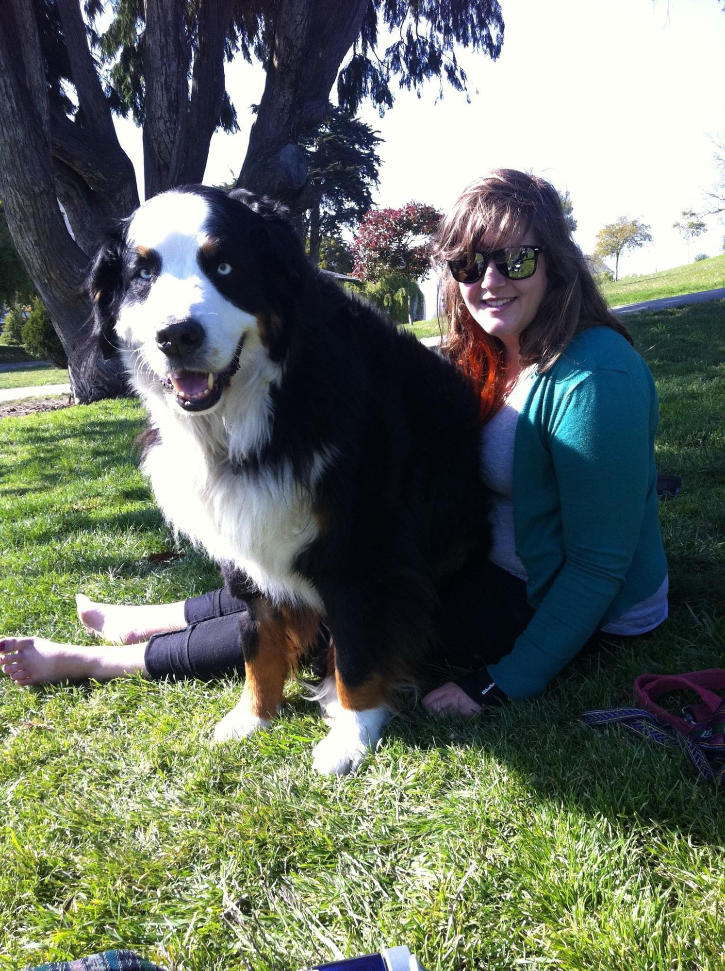 A blue eyed Bernese mountain dog sitting on a woman’s lap. The dog is bigger than her. 
