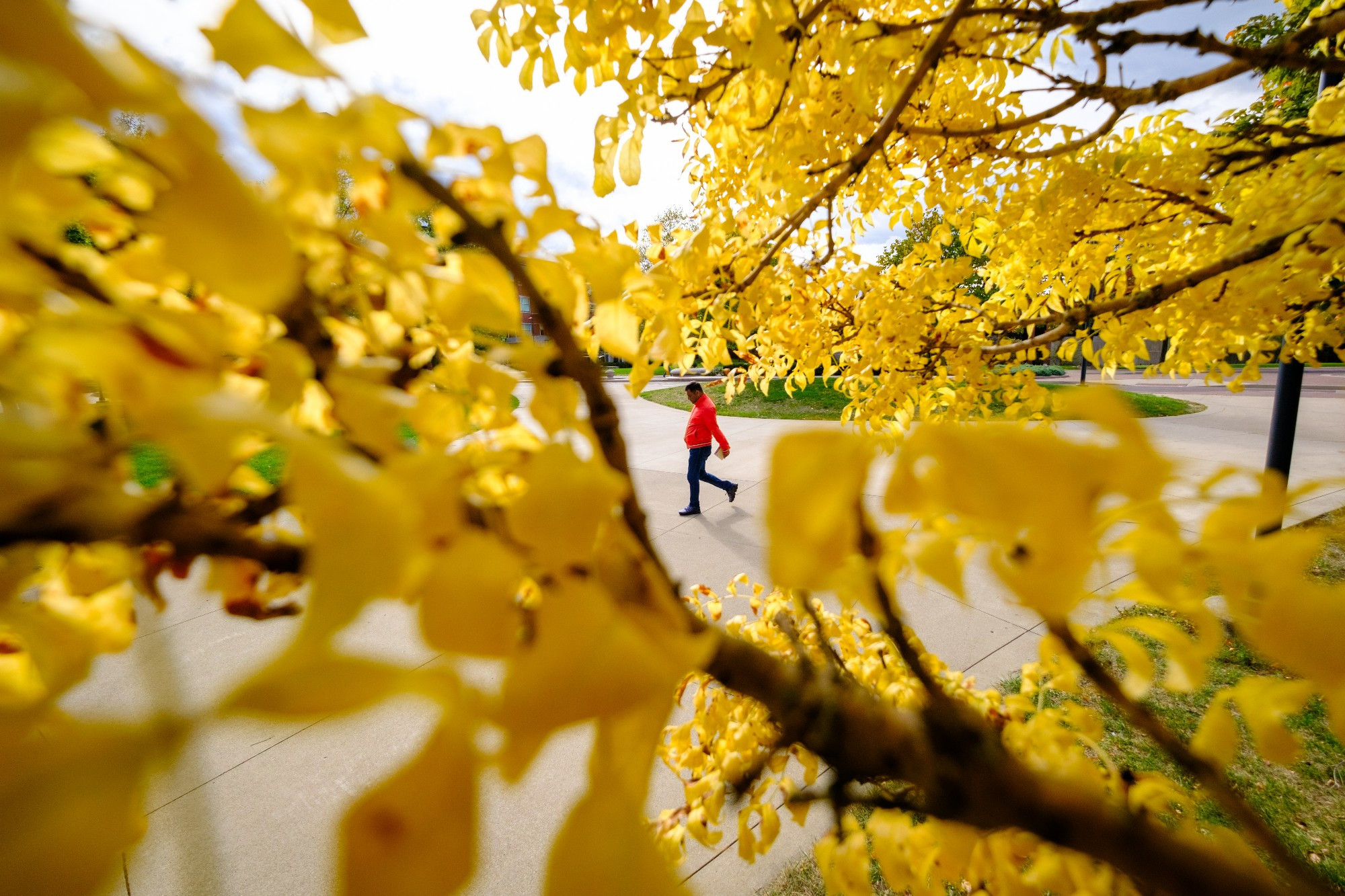 A man in a red hoodie is walking along a paved path framed by a tree with bright yellow leaves. The leaves create a beautiful natural archway, contrasting with the clear blue sky in the background. The overall atmosphere is peaceful and serene, suggesting a pleasant autumn day.