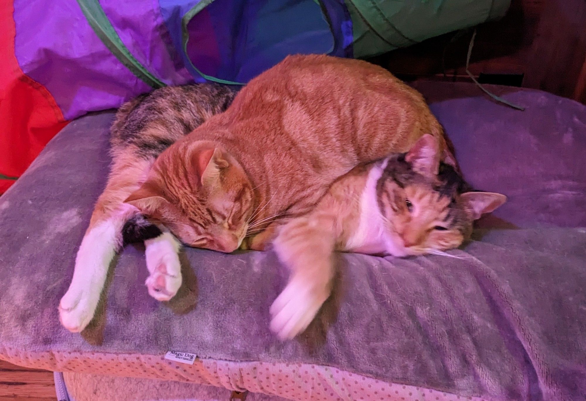 Two cats sleeping together