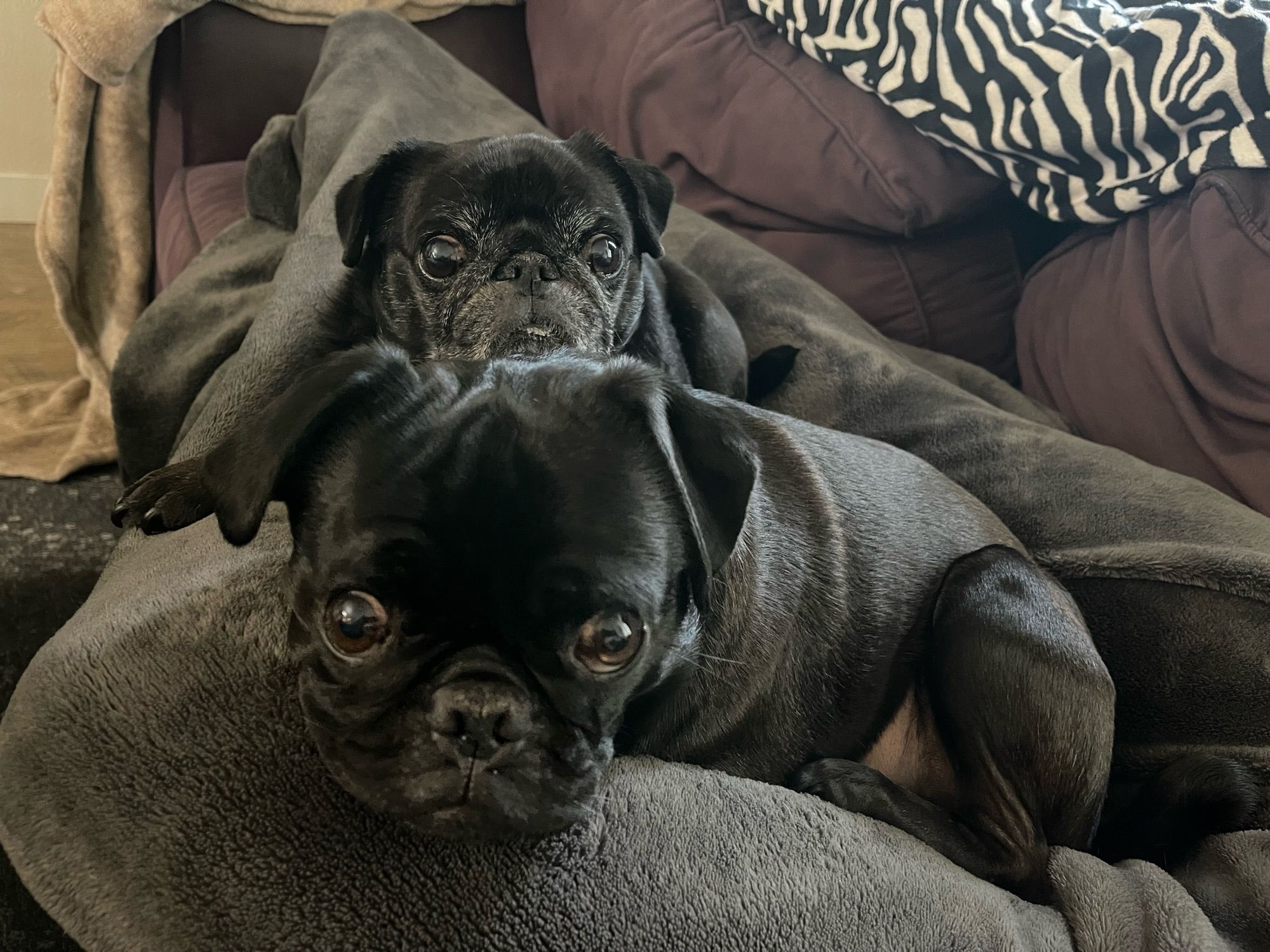 Pugs staring. Piercing your soul. How could you continue to deny them dinner? Monster!