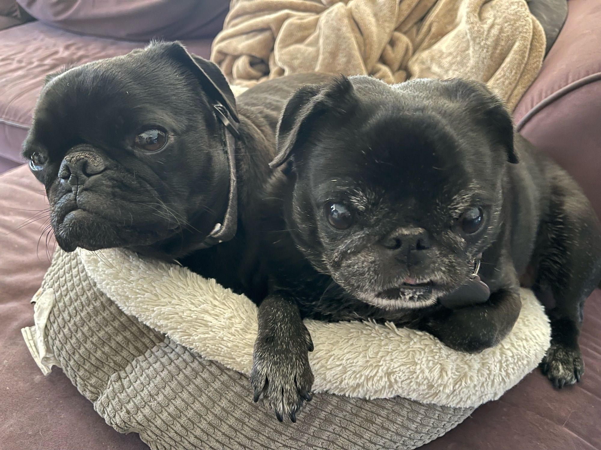 Two black pugs, Cooper (L) and Raven (R), huddled together for survival, stare into the camera, eroding your emotional barriers.